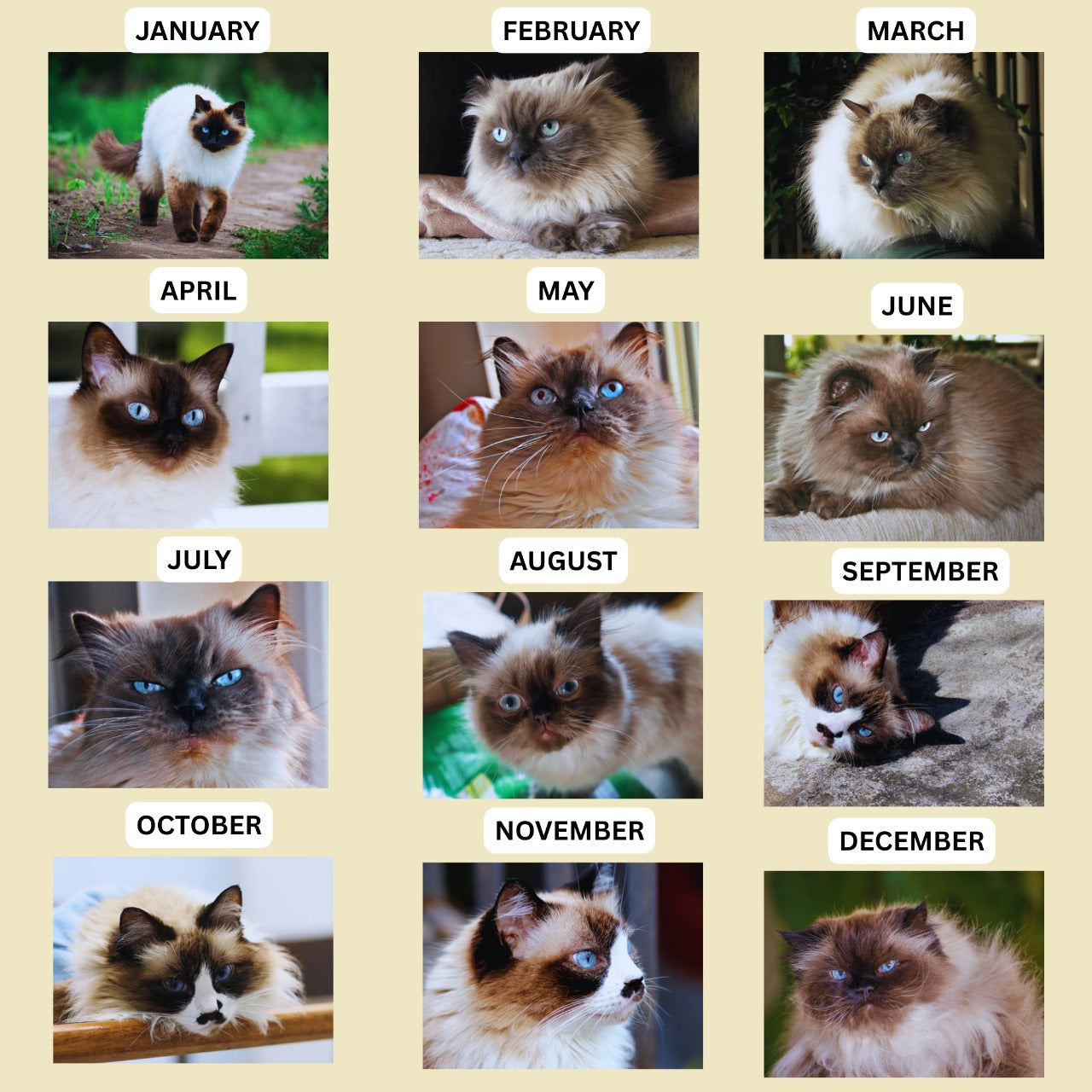Himalayan Cat Calendar 2026