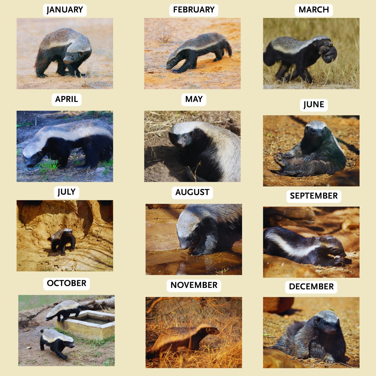 Honey Badger Calendar 2026