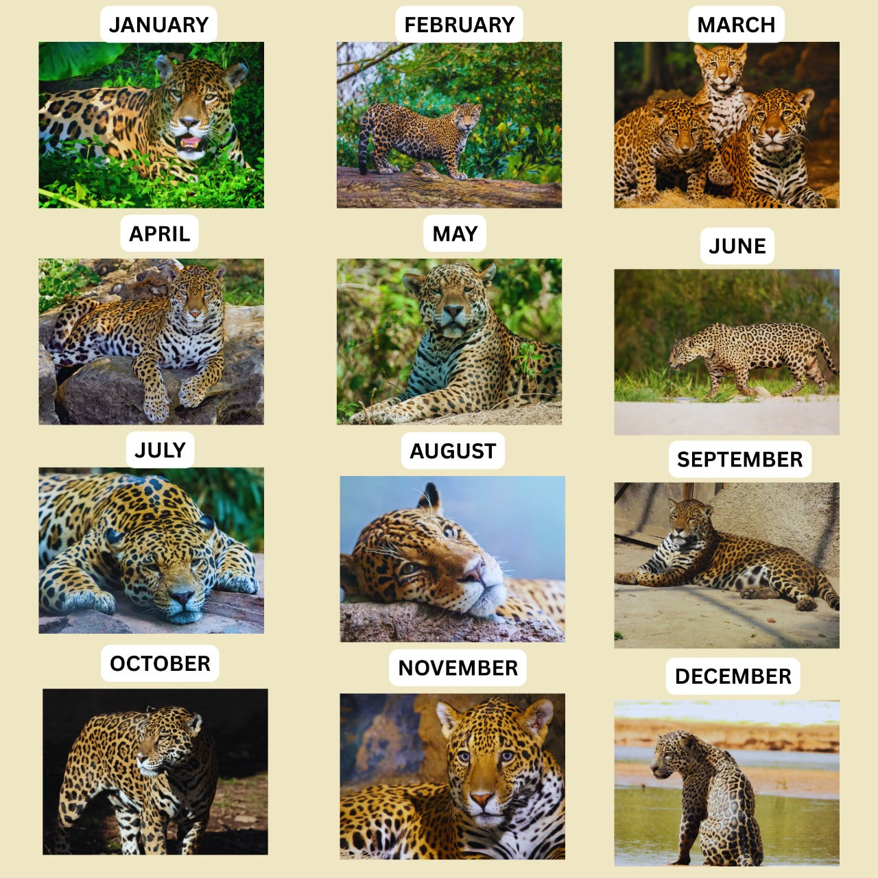Jaguar Calendar 2026