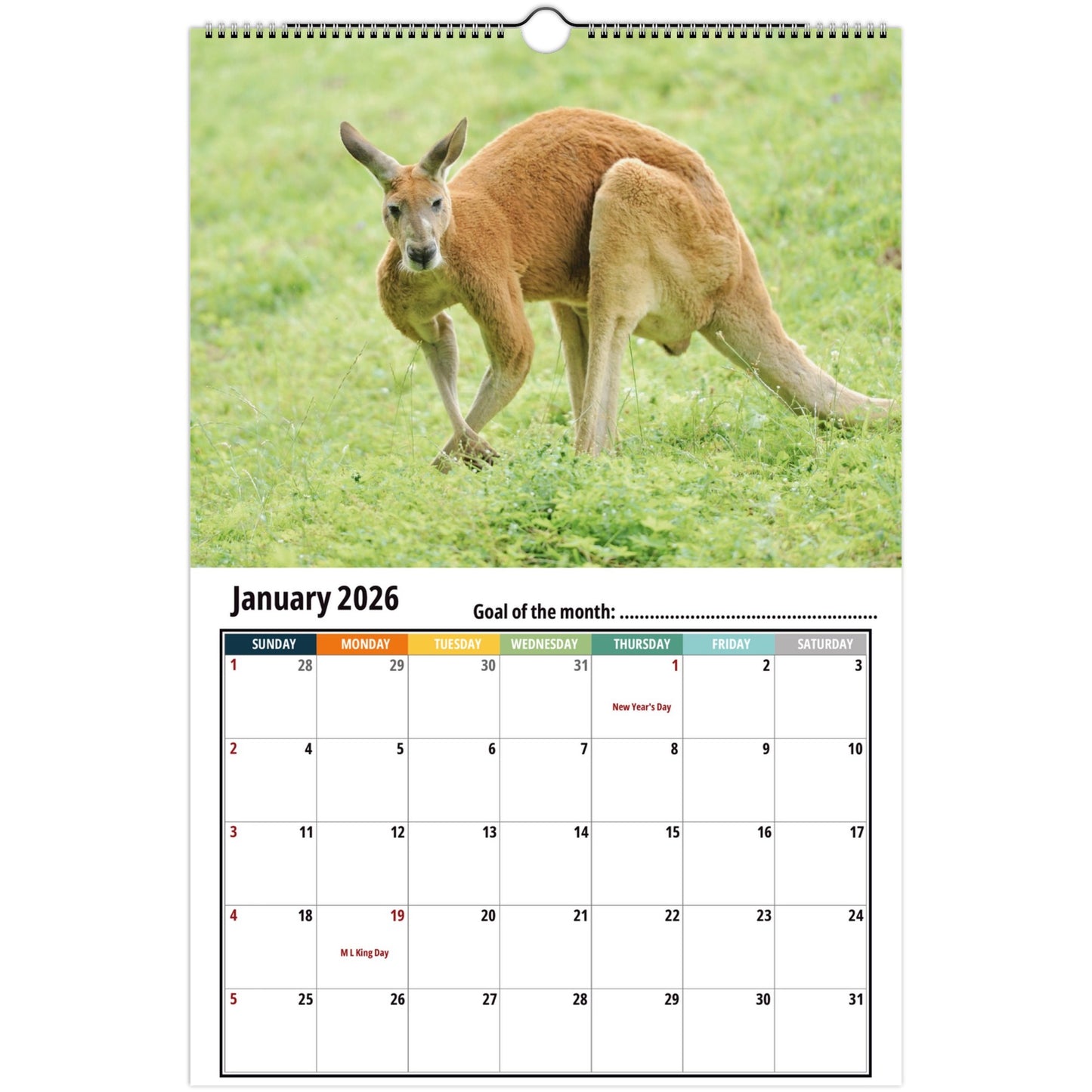 Kangaroo Calendar 2026