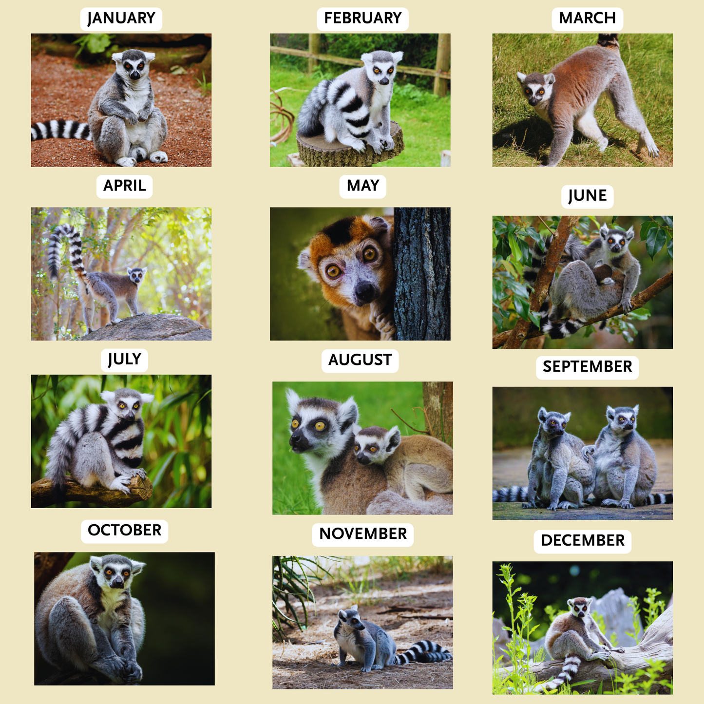 Lemur Calendar 2026