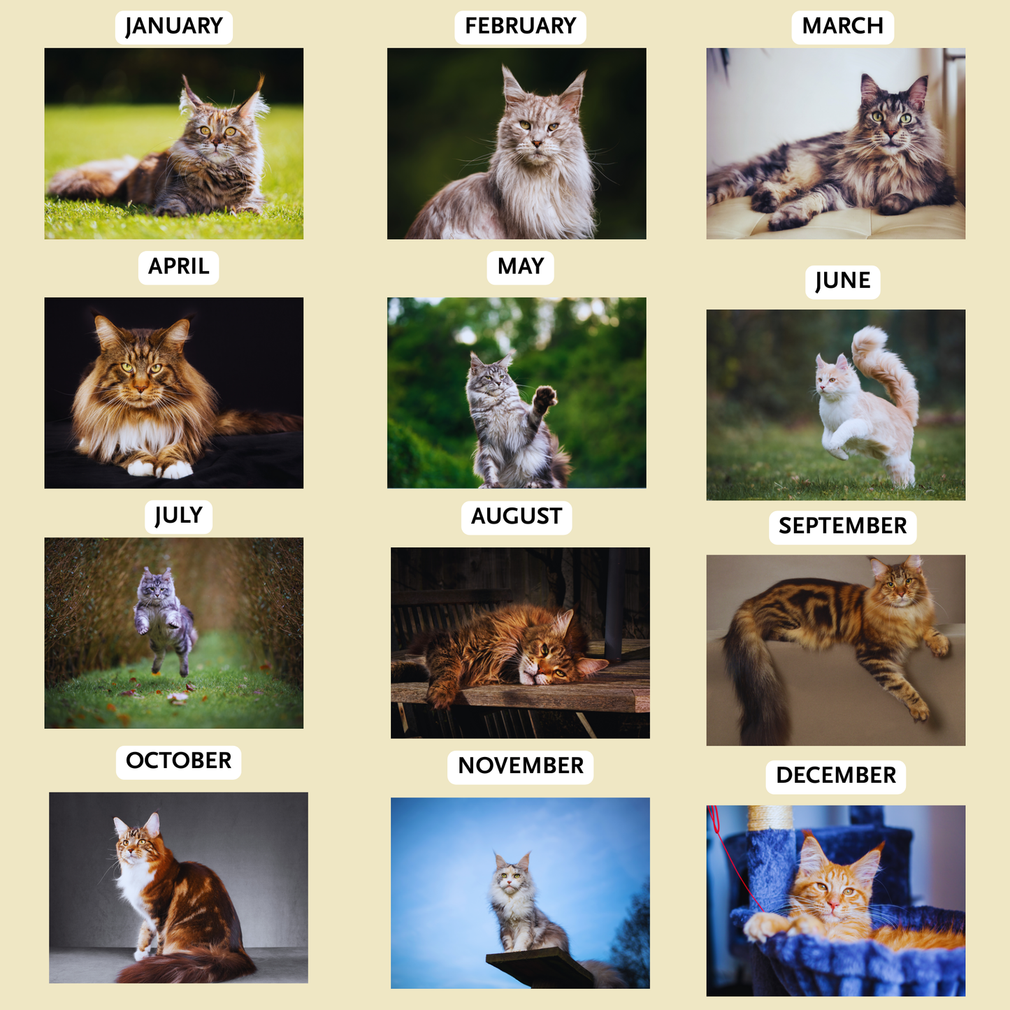 Maine Coon Wall Calendar 2026