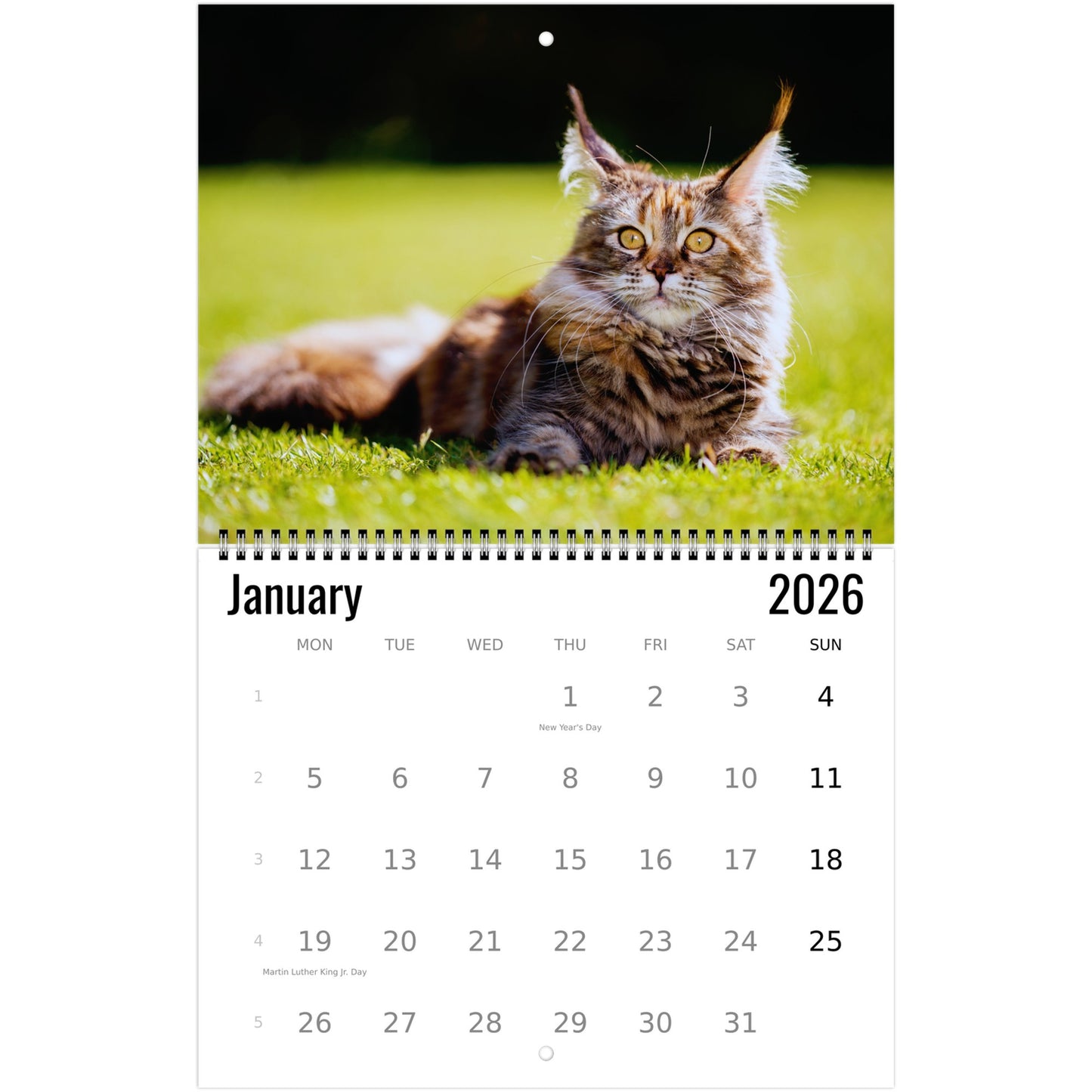 Maine Coon Wall Calendar 2026
