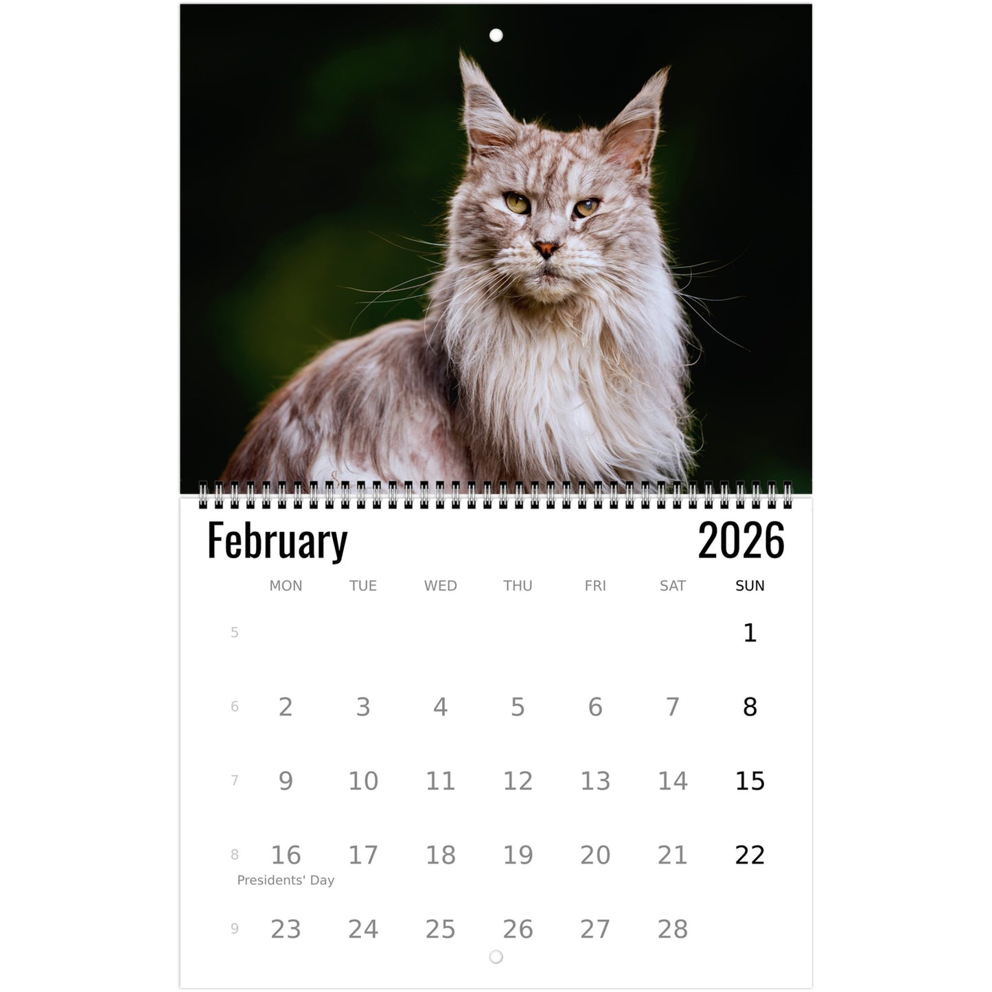 Maine Coon Wall Calendar 2026