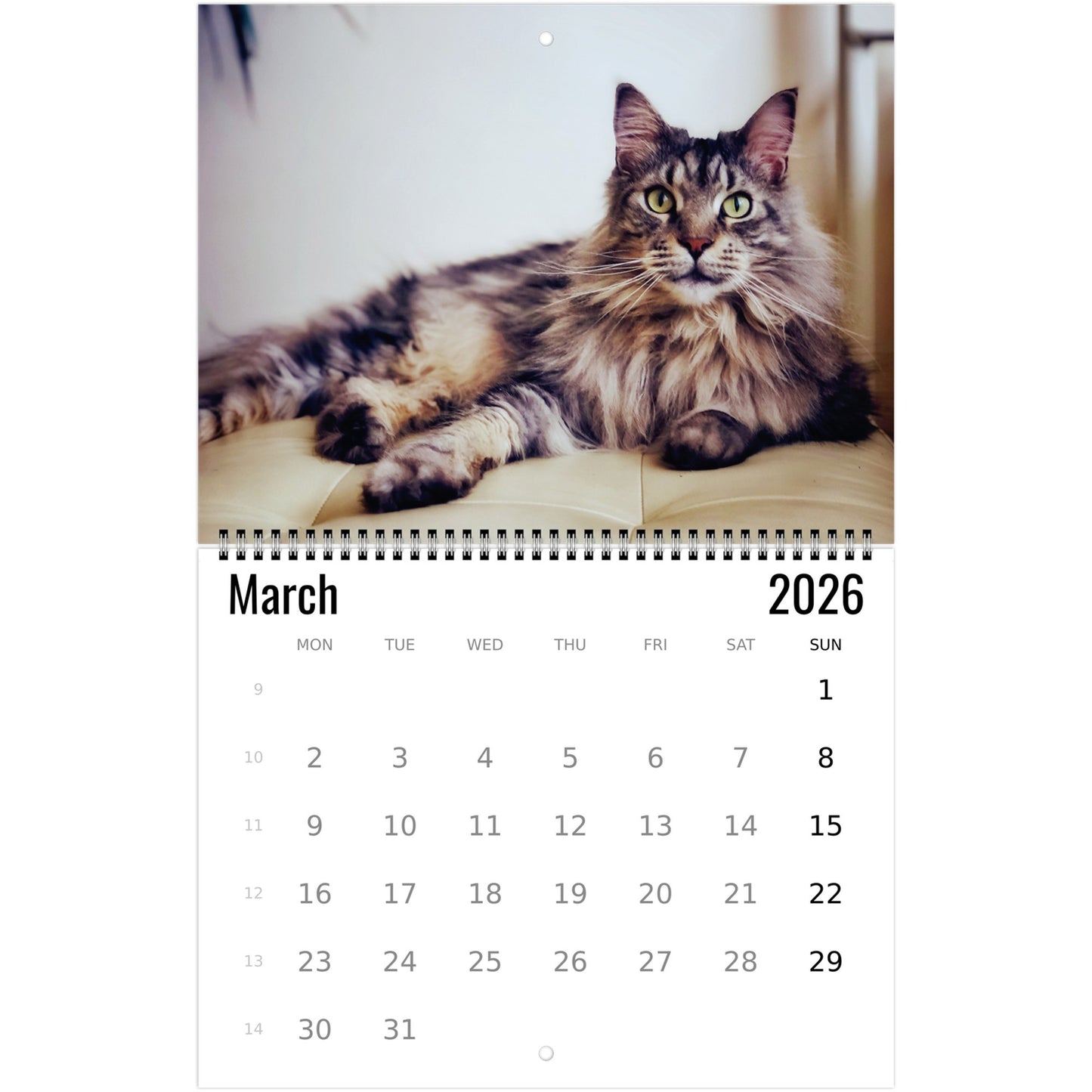 Maine Coon Wall Calendar 2026