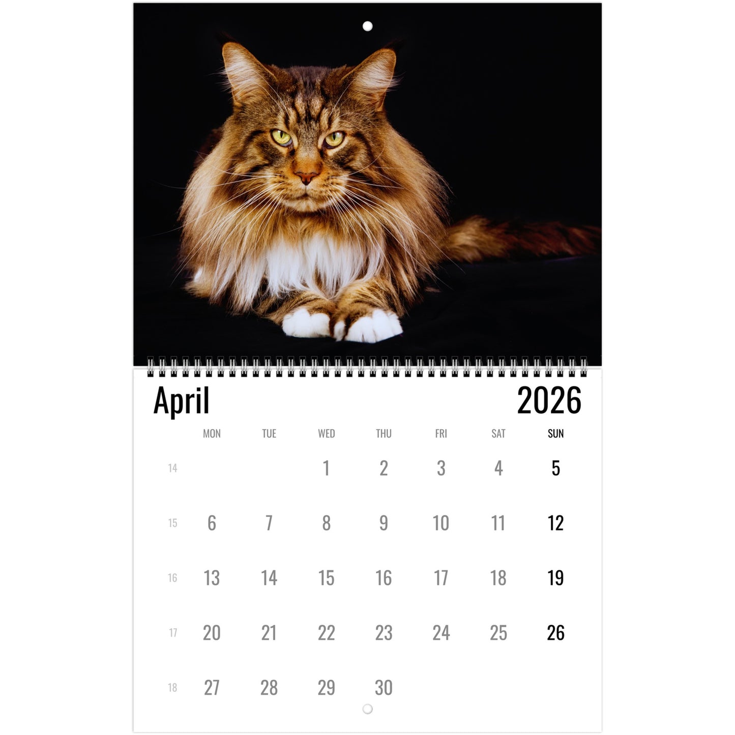 Maine Coon Wall Calendar 2026