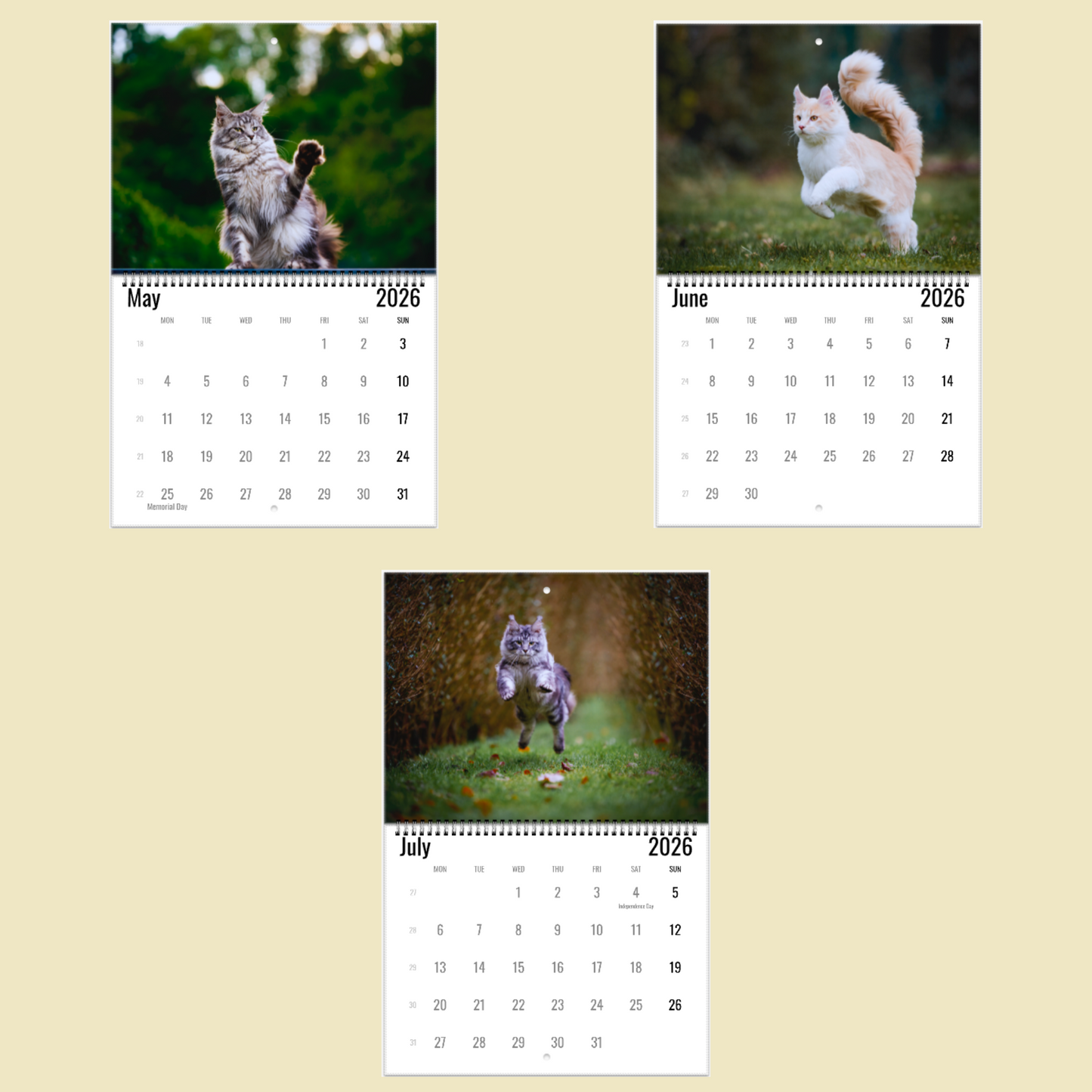 Maine Coon Wall Calendar 2026