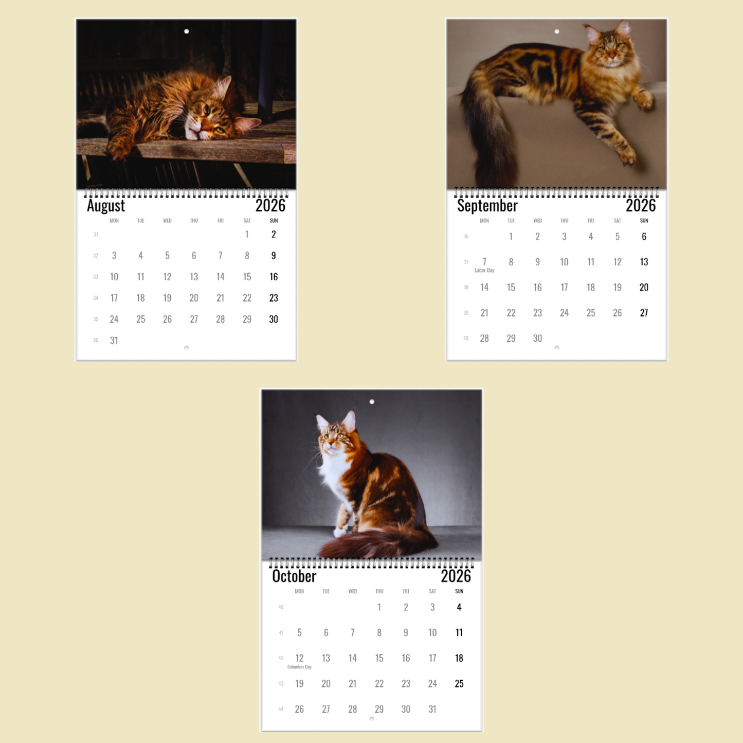Maine Coon Wall Calendar 2026
