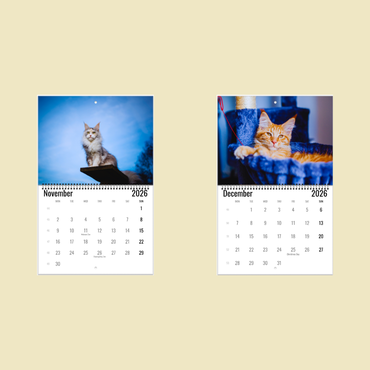 Maine Coon Wall Calendar 2026