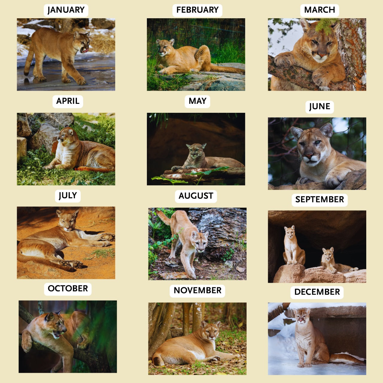 Mountain Lion Calendar 2026