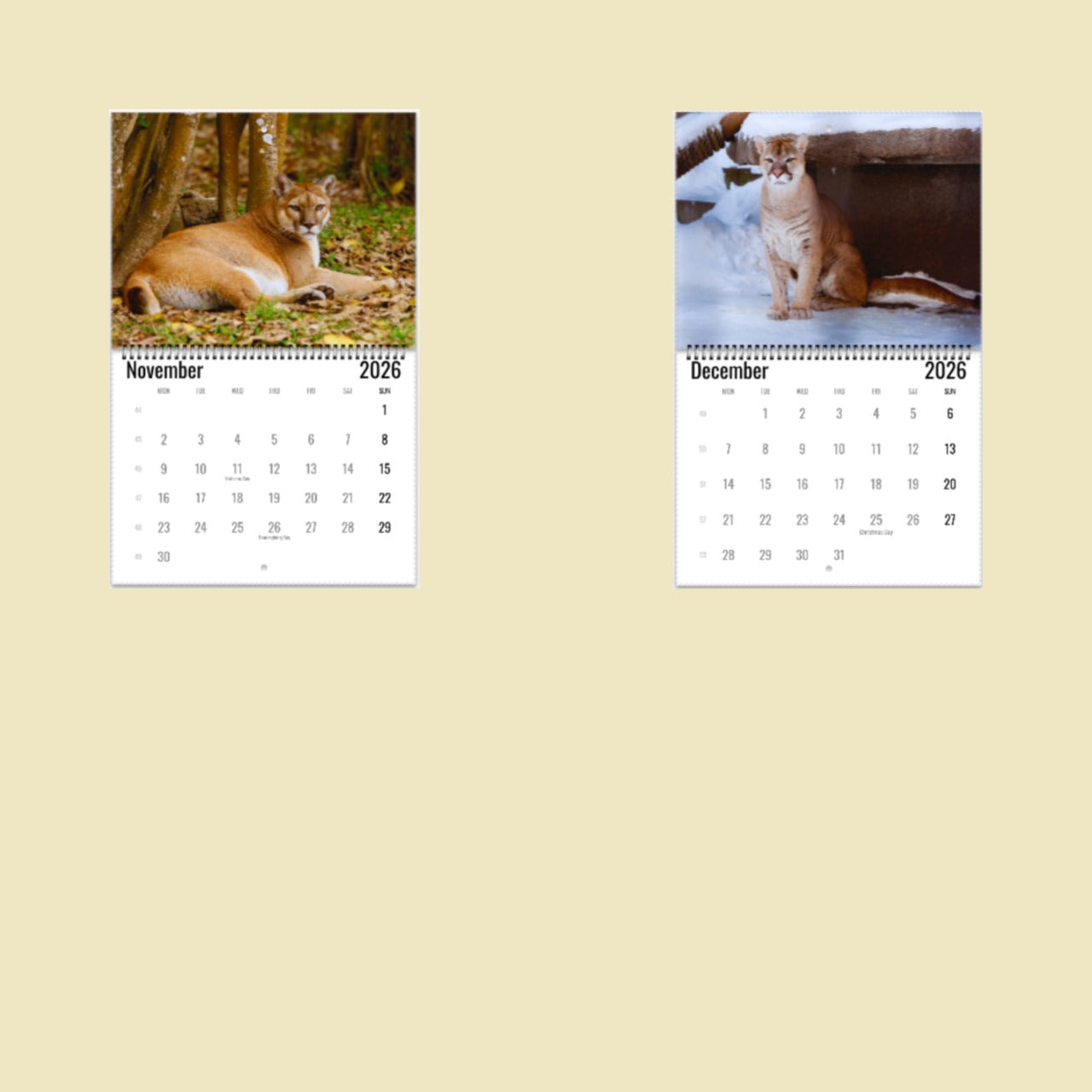 Mountain Lion Wall Calendar 2026