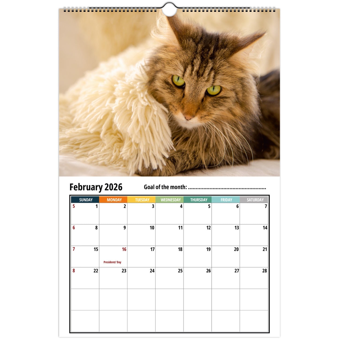 Norwegian forest cat on a white background