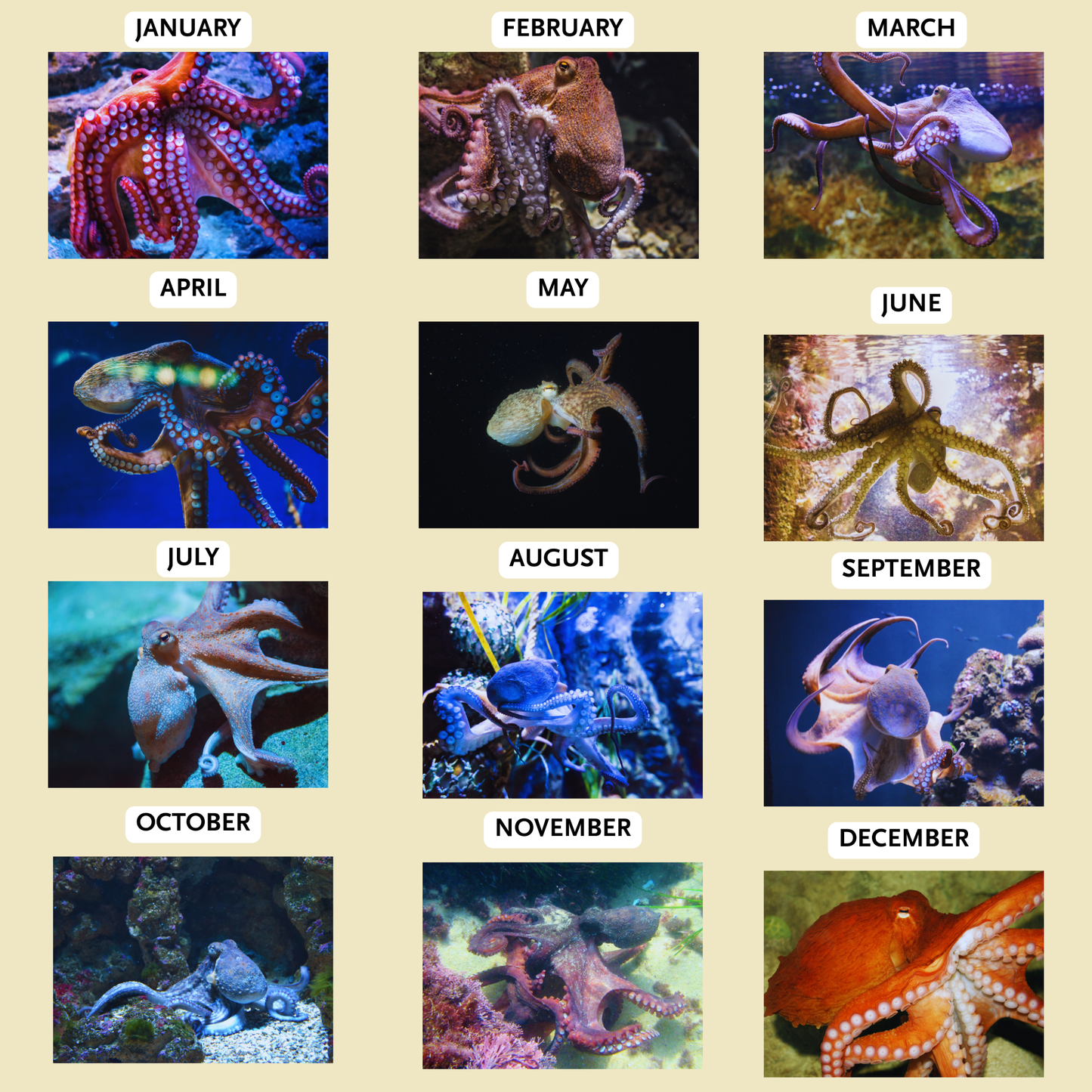 Monthly 2026 octopus images displayed in a grid format on a beige background.