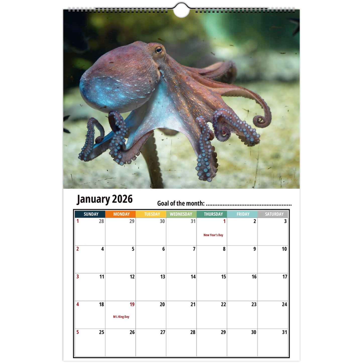 Octopus january 2026