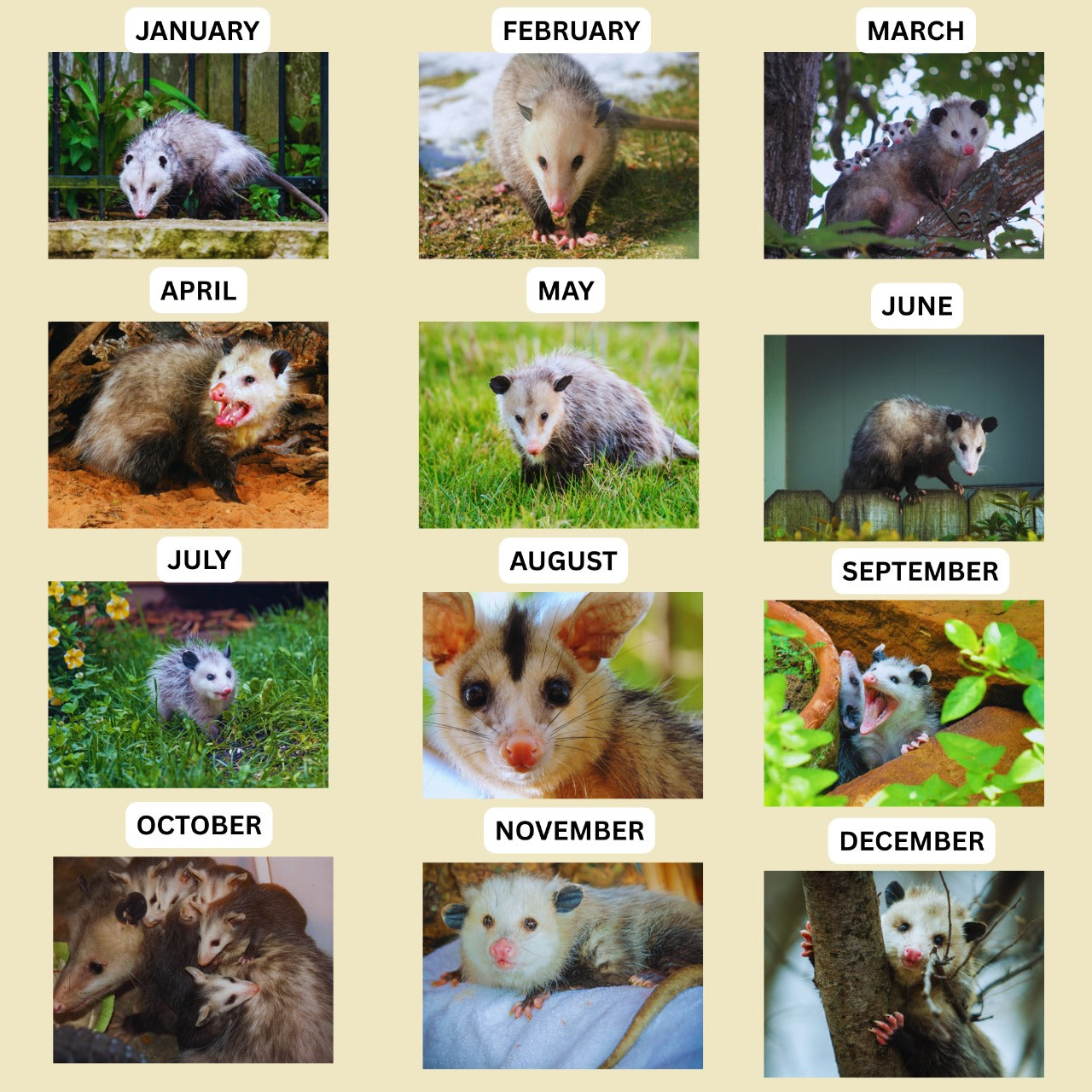 Opossum Wall Calendar 2026
