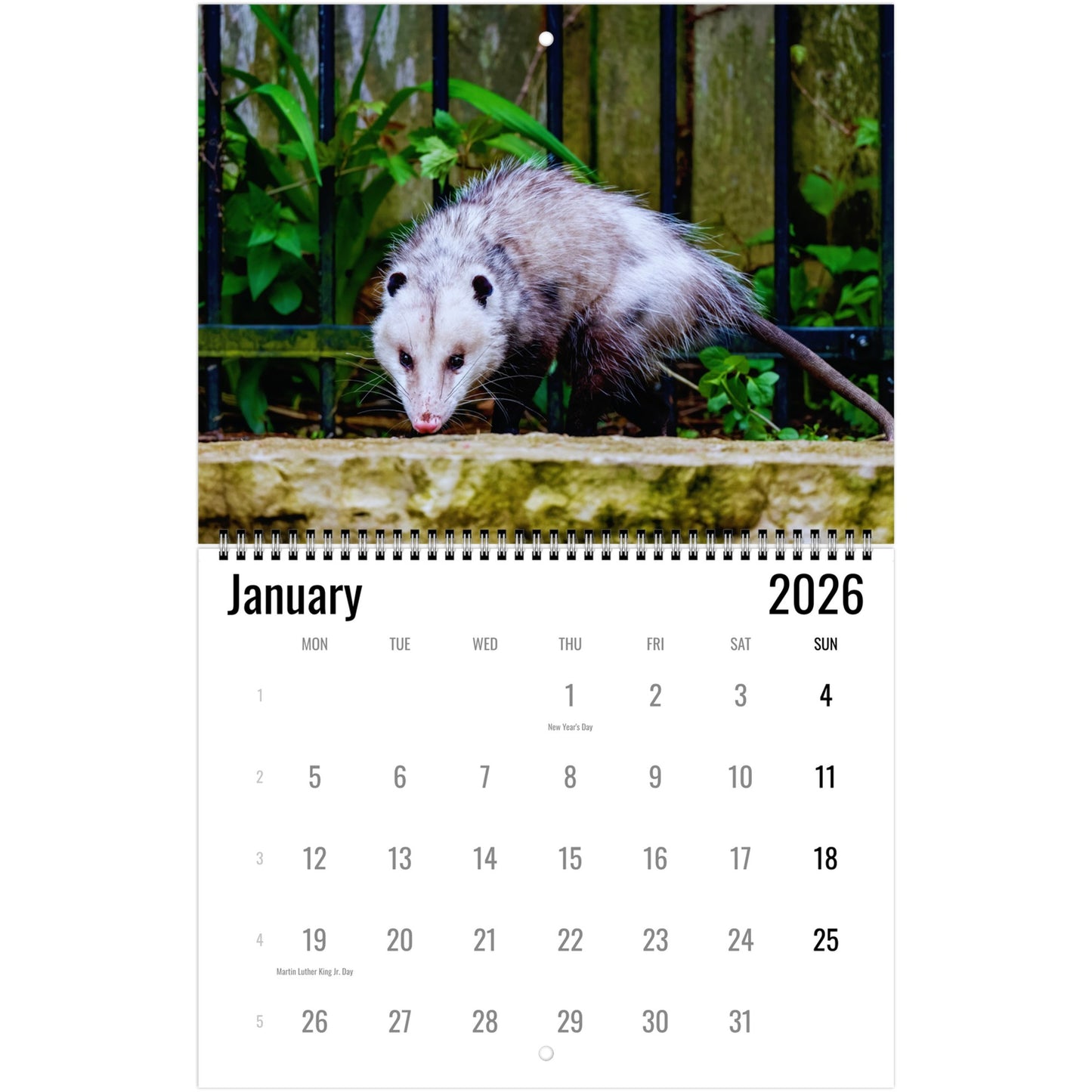 Opossum Wall Calendar 2026