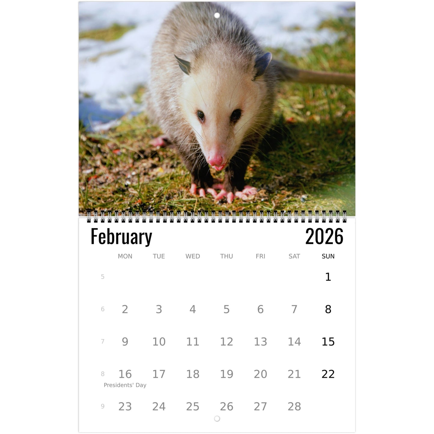 Opossum Wall Calendar 2026