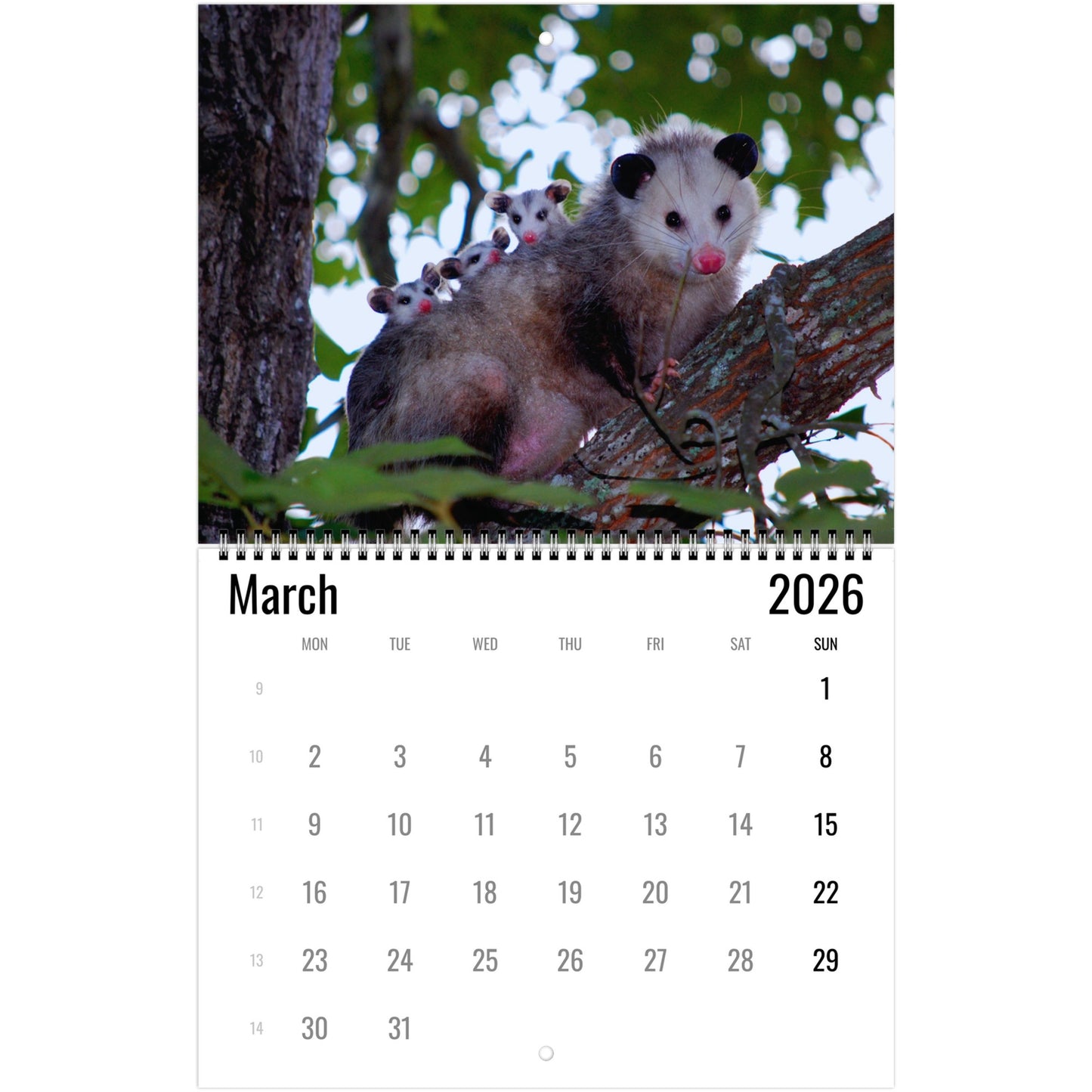 Opossum Wall Calendar 2026