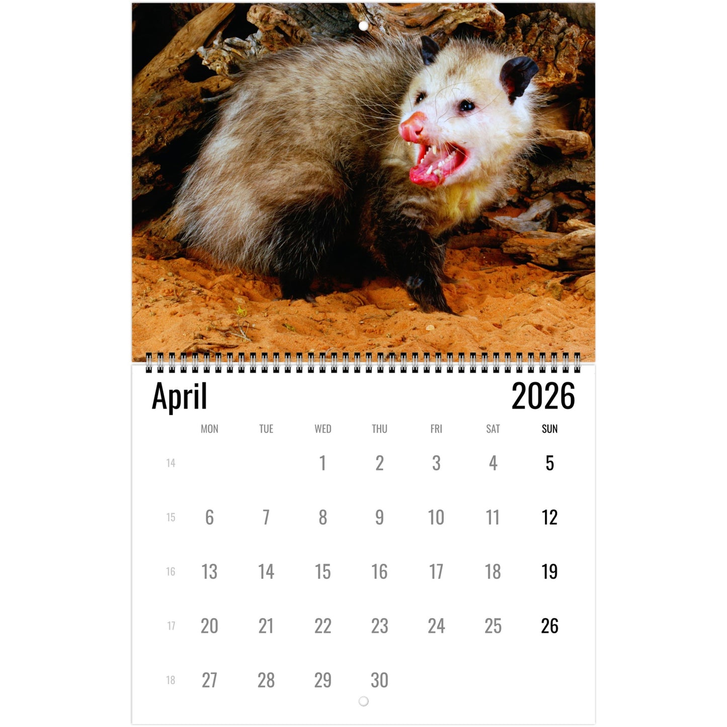 Opossum Wall Calendar 2026