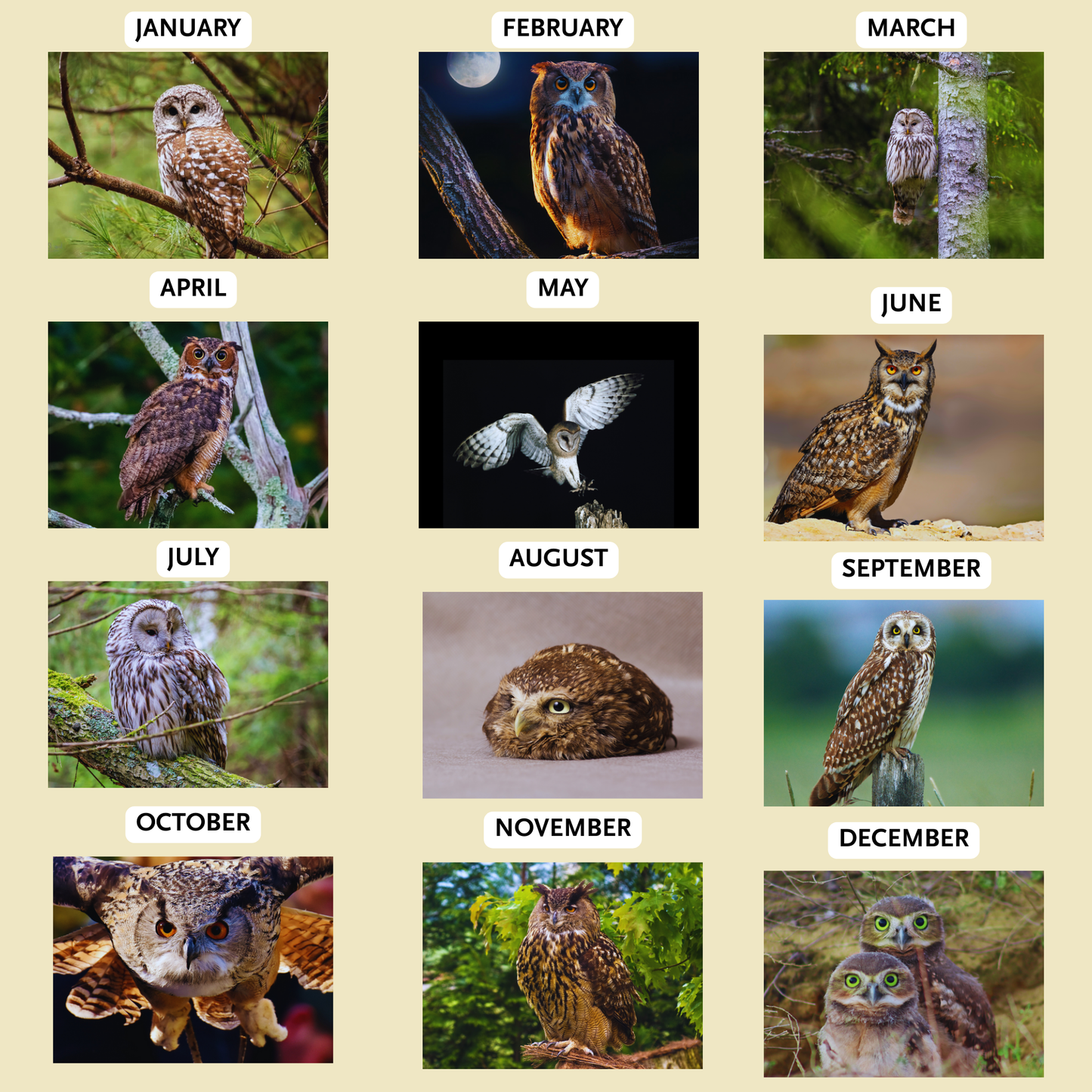 Owl Wall Calendar 2026