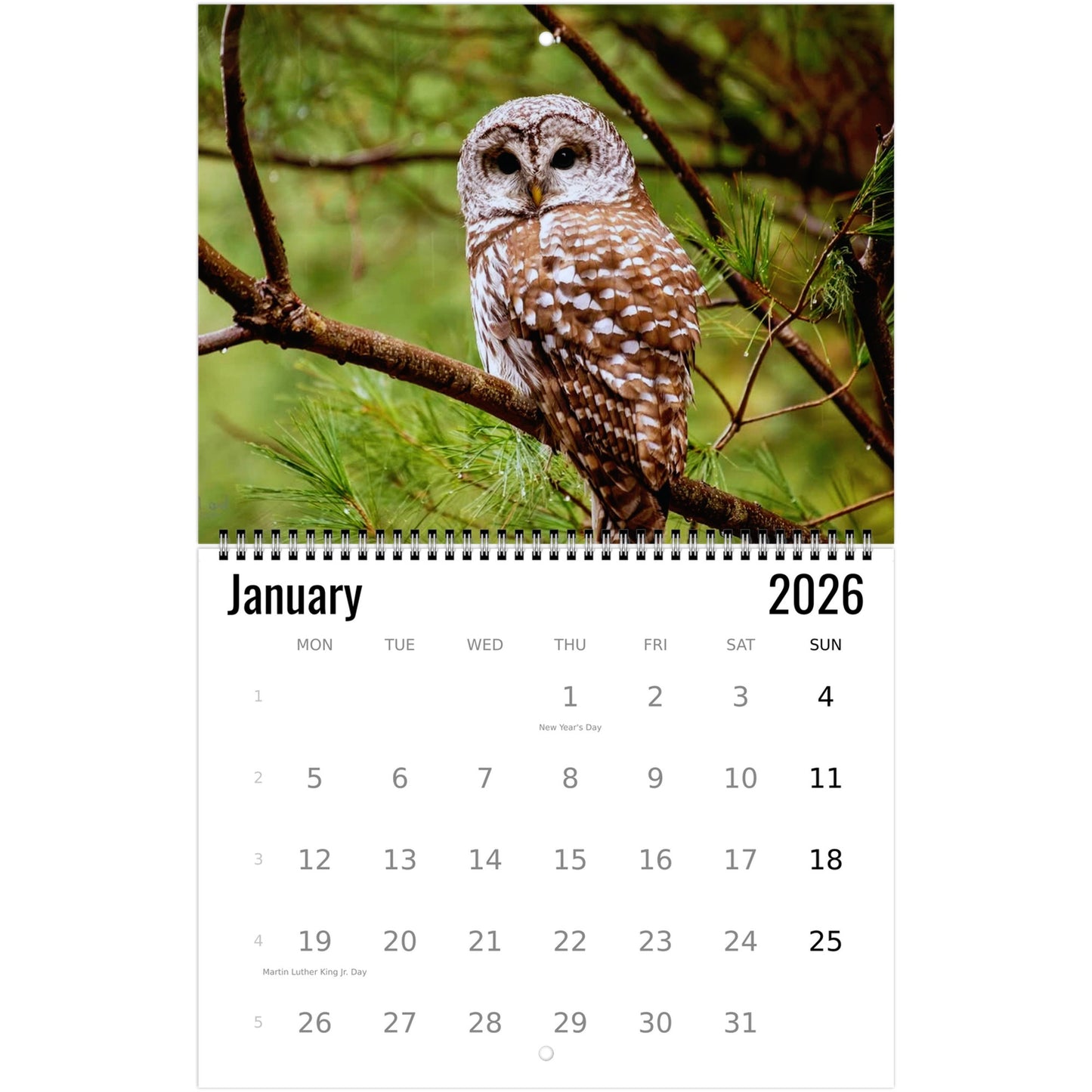 Owl Calendar 2026