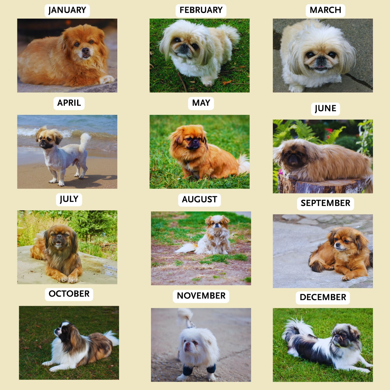 Pekingese Wall Calendar 2026 2