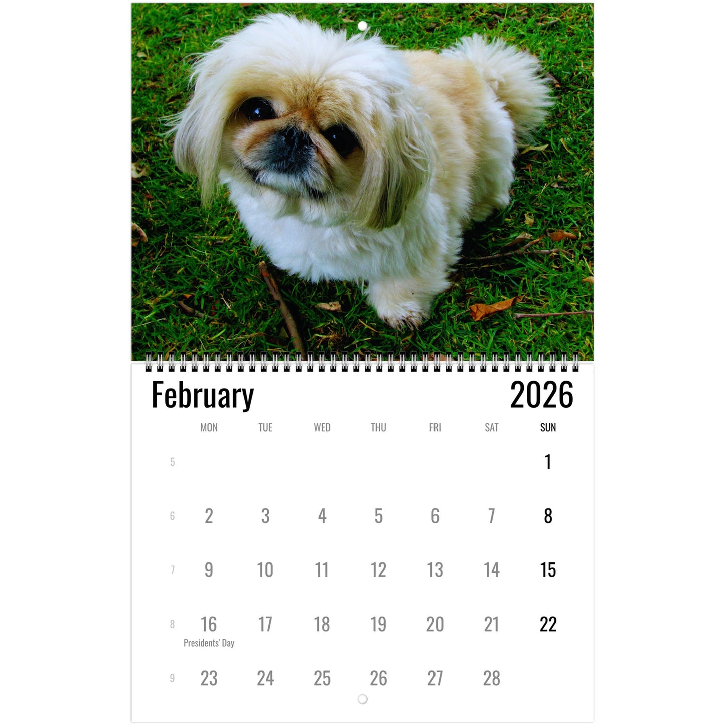 Pekingese Wall Calendar 2026 3