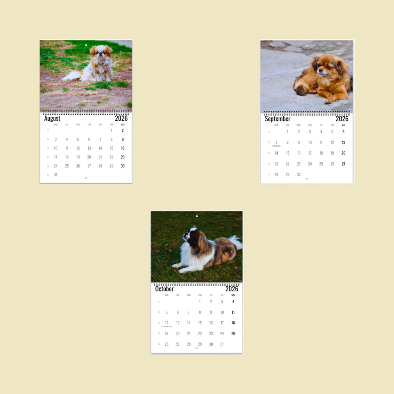 Pekingese Wall Calendar 2026
