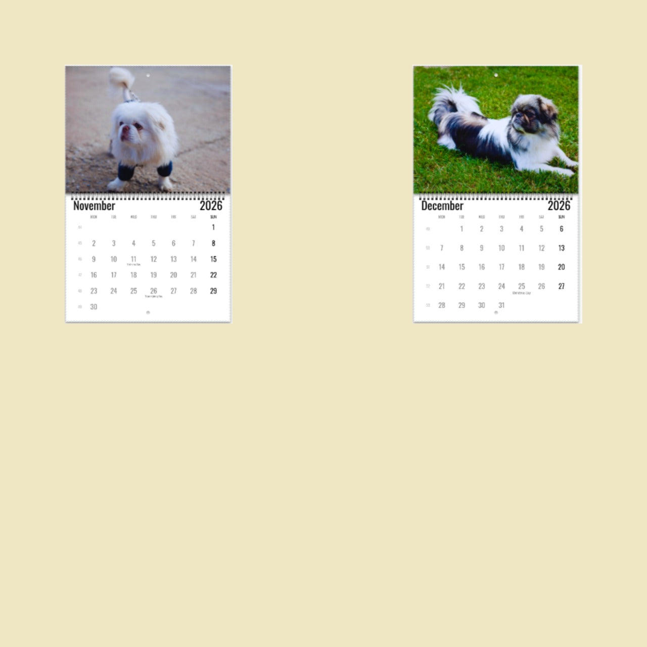 Pekingese Wall Calendar 2026
