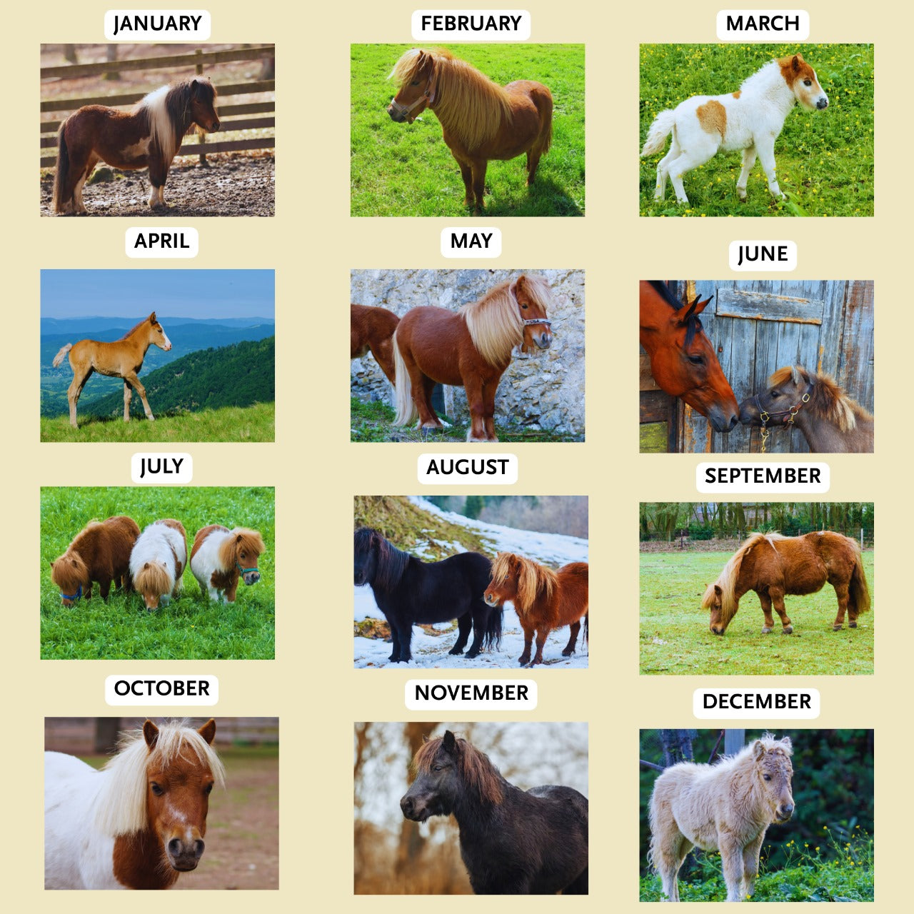 Pony Calendar 2026