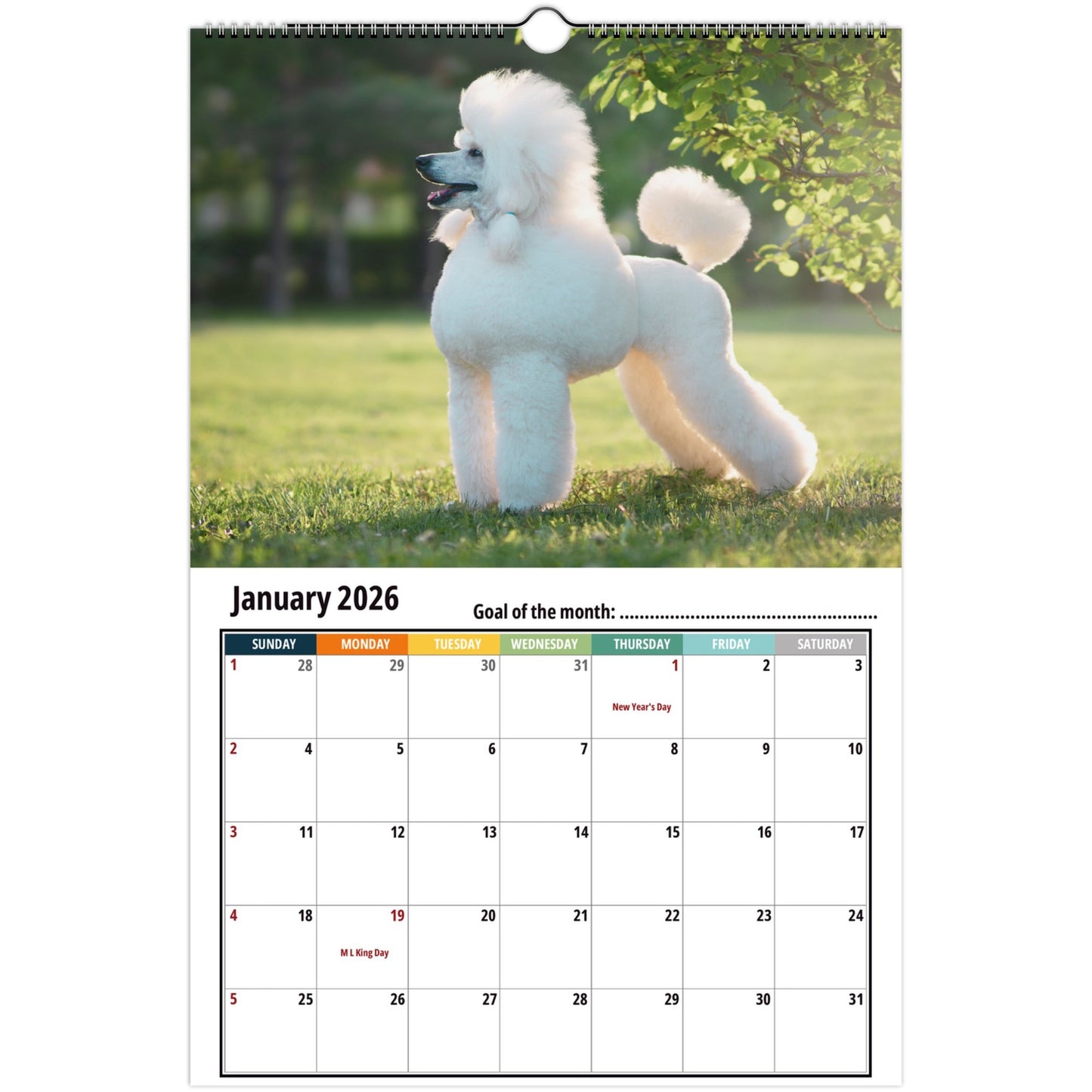 Poodle Calendar 2026