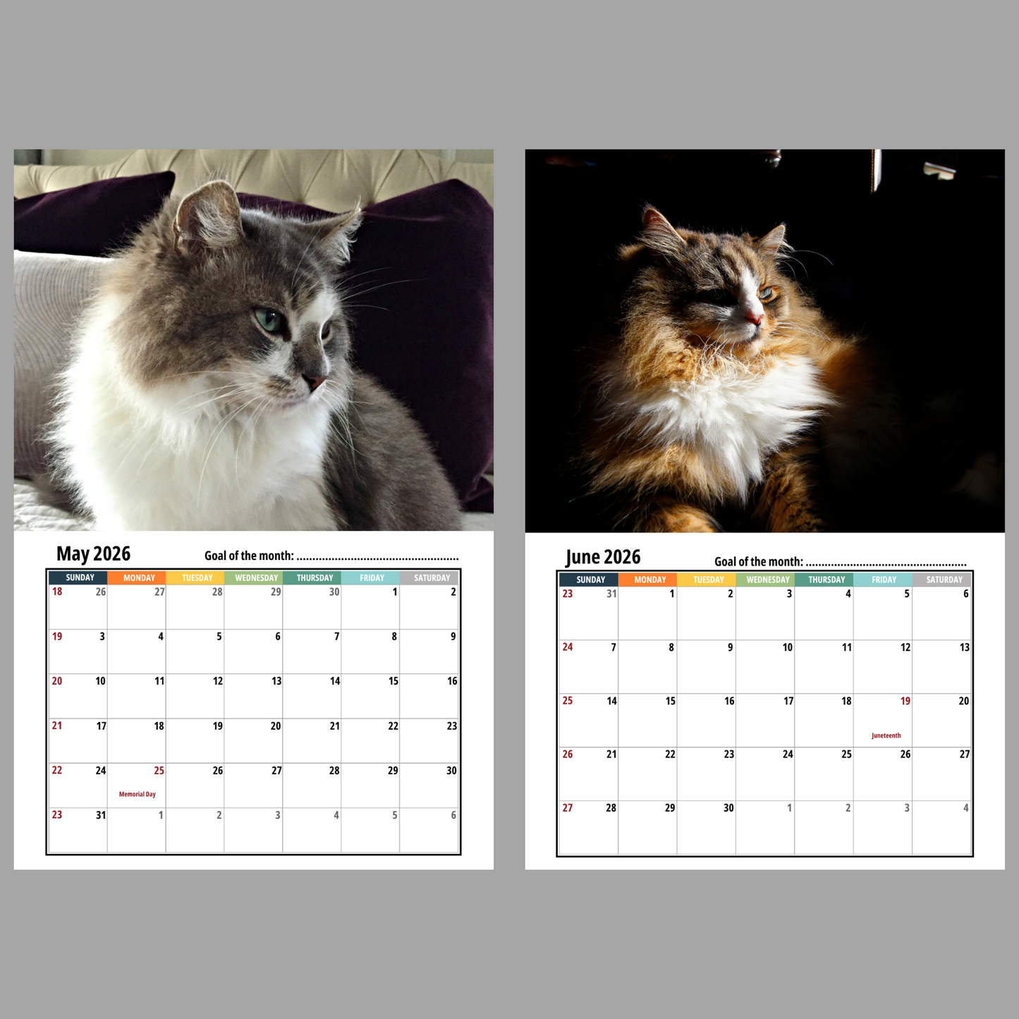 Ragamuffin Cat Calendar 2026