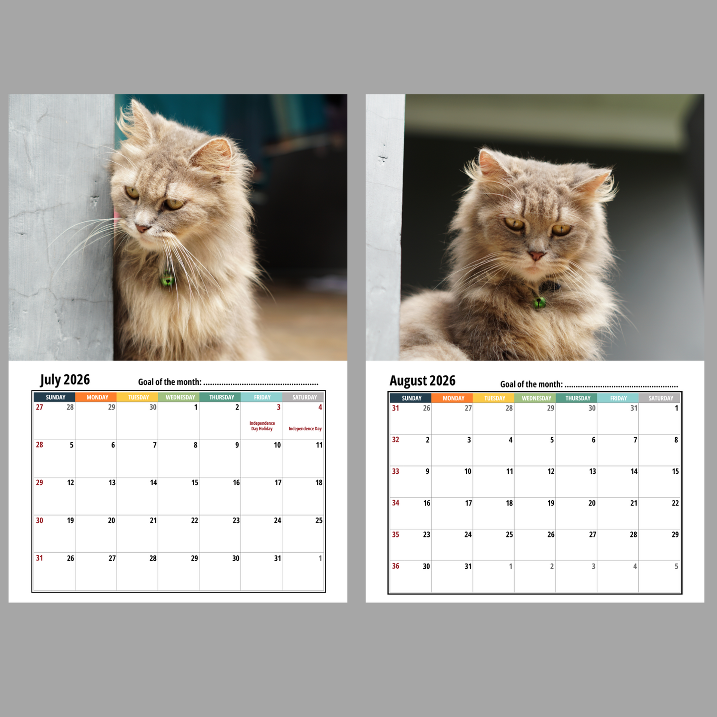 Ragamuffin Cat Wall Calendar 2026