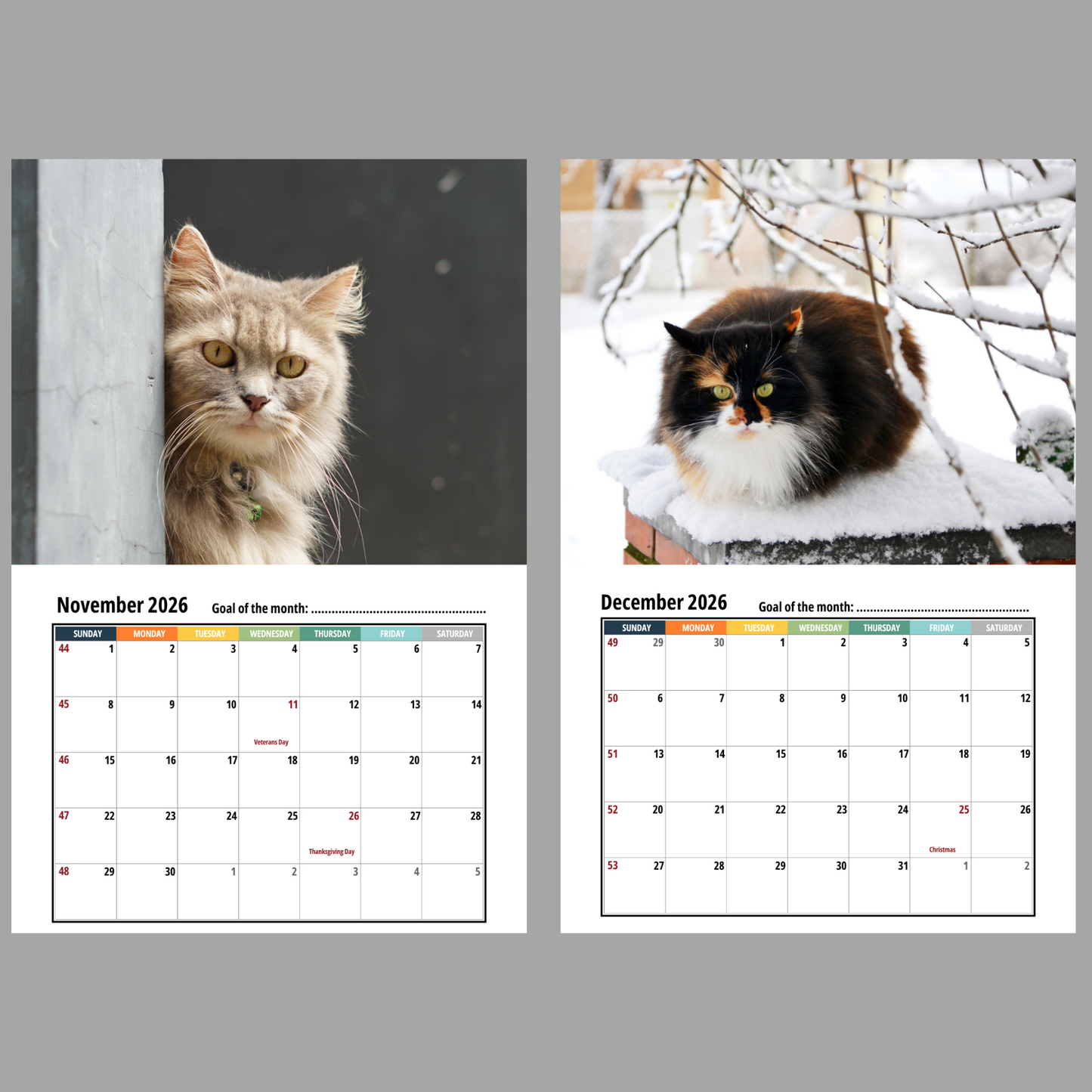Ragamuffin Cat Wall Calendar 2026