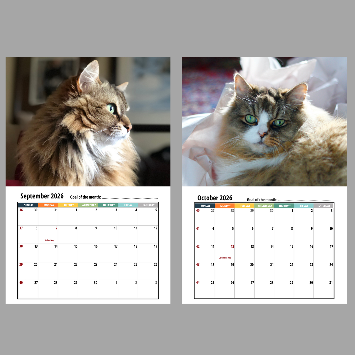 Ragamuffin Cat Wall Calendar 2026