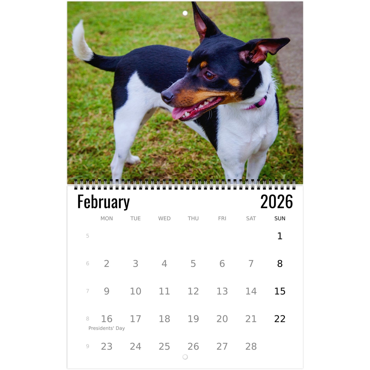 Rat Terrier Wall Calendar 2026 2