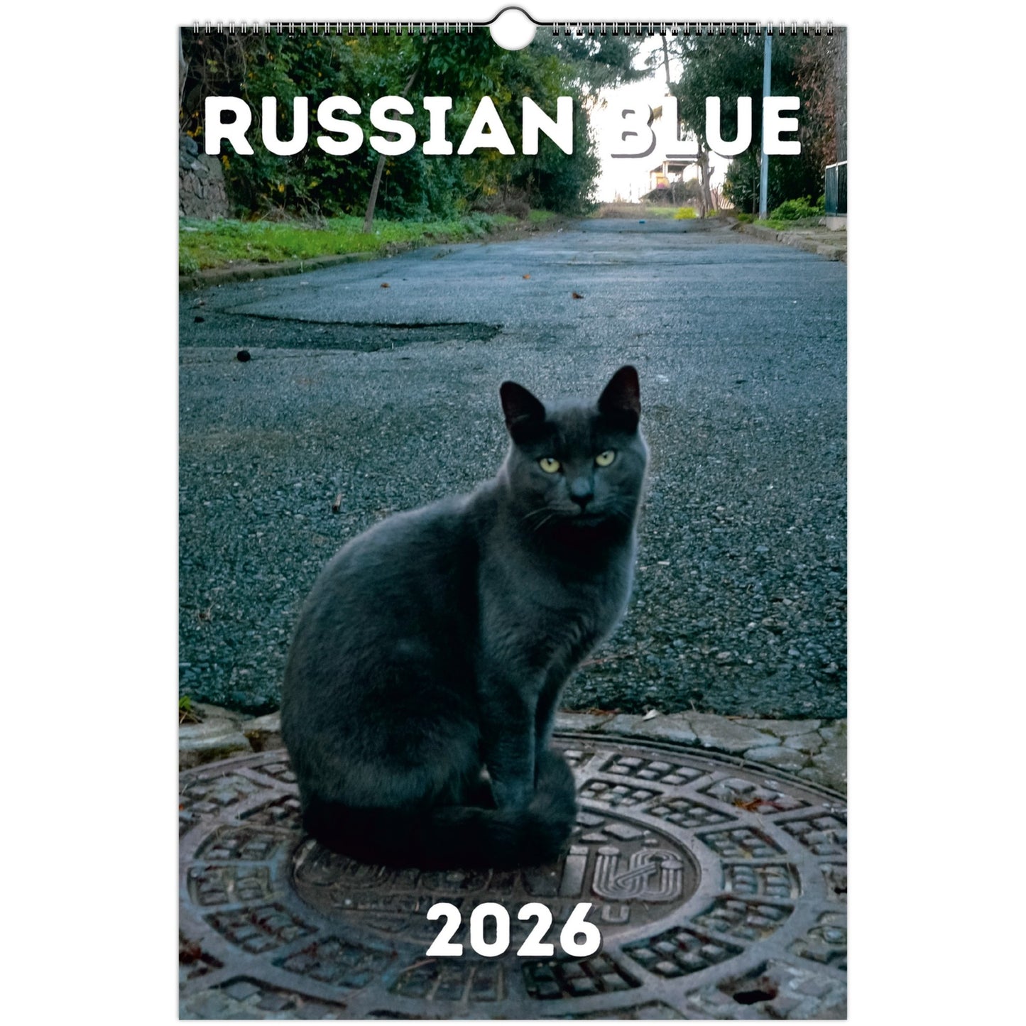 Russian Blue Cat Wall Calendar 2026