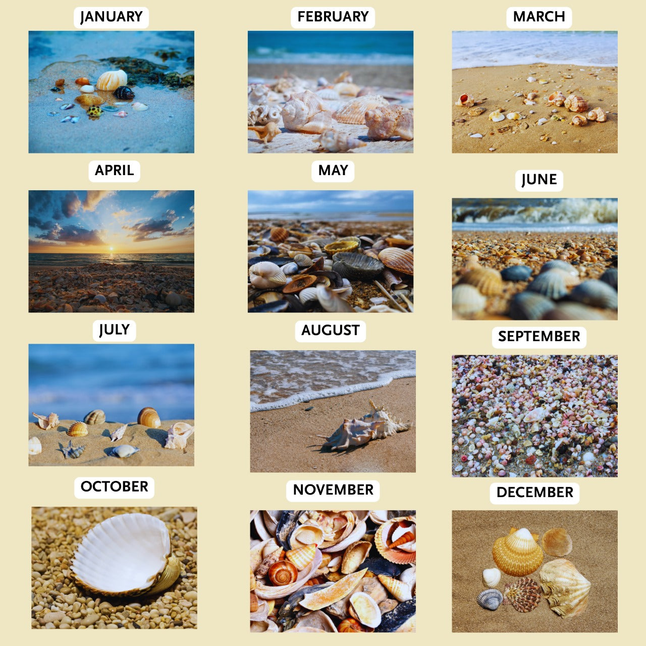 Sea Shells Calendar 2026