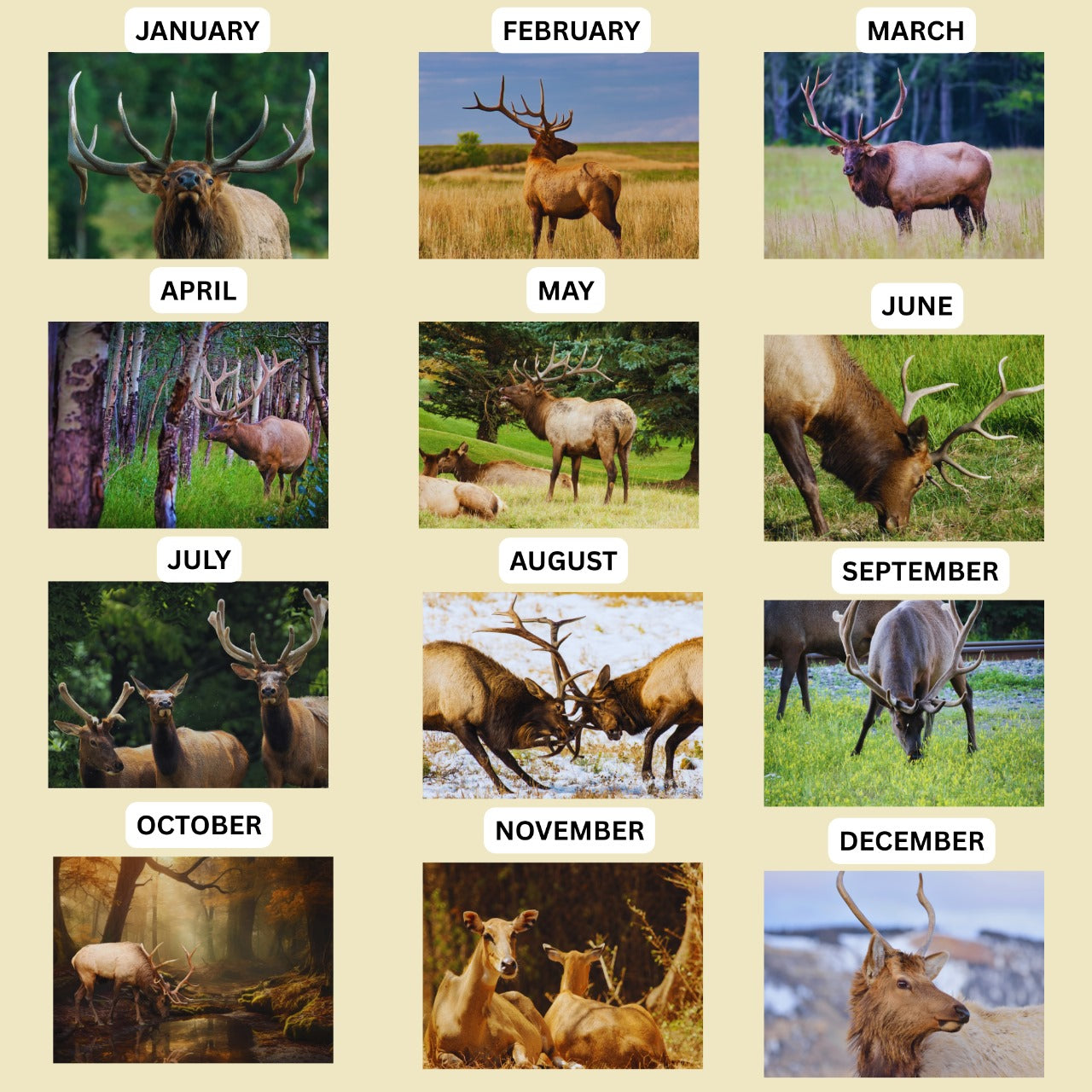 Seasonal display of elk images labeled from January to December 2026