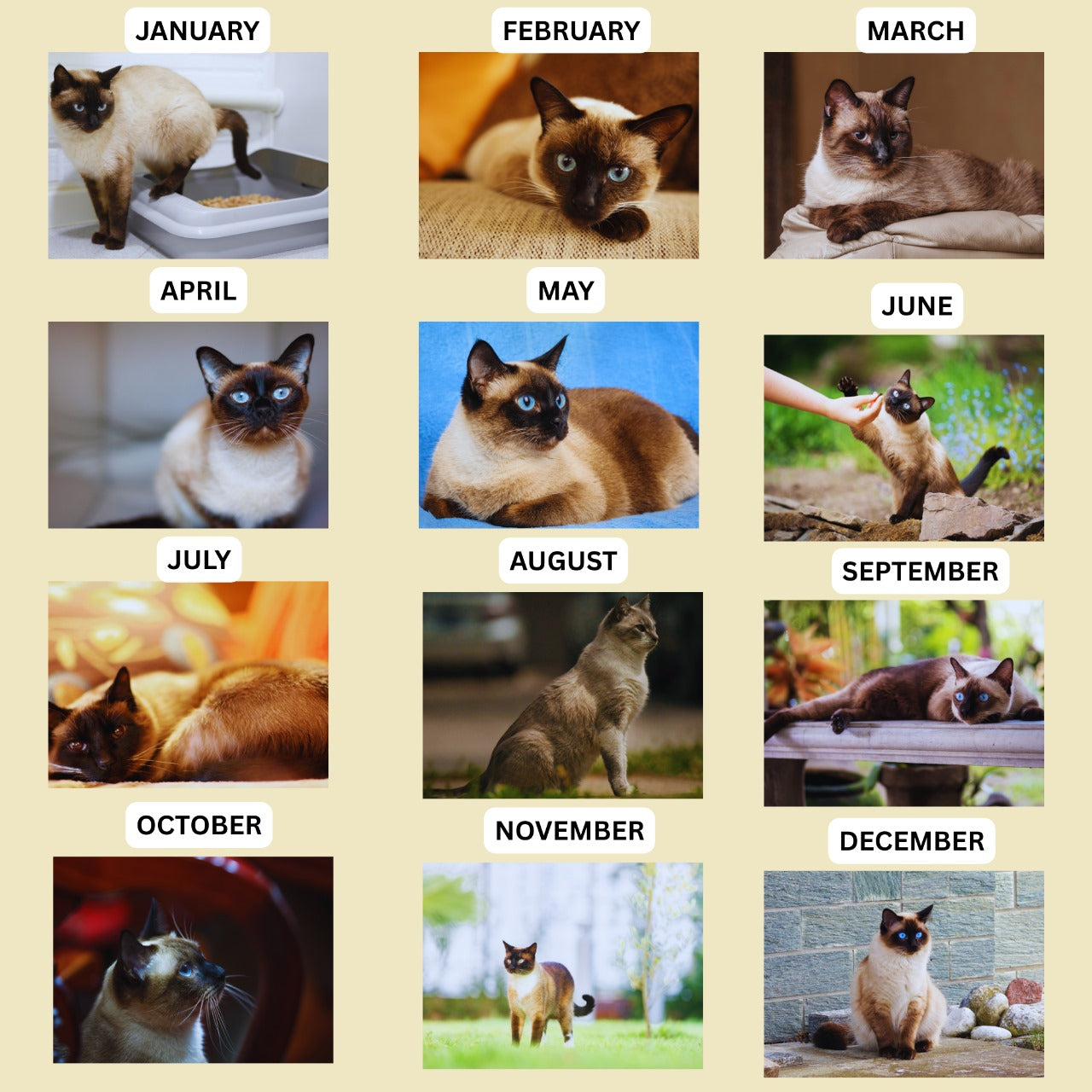 Siamese Cat Calendar 2026