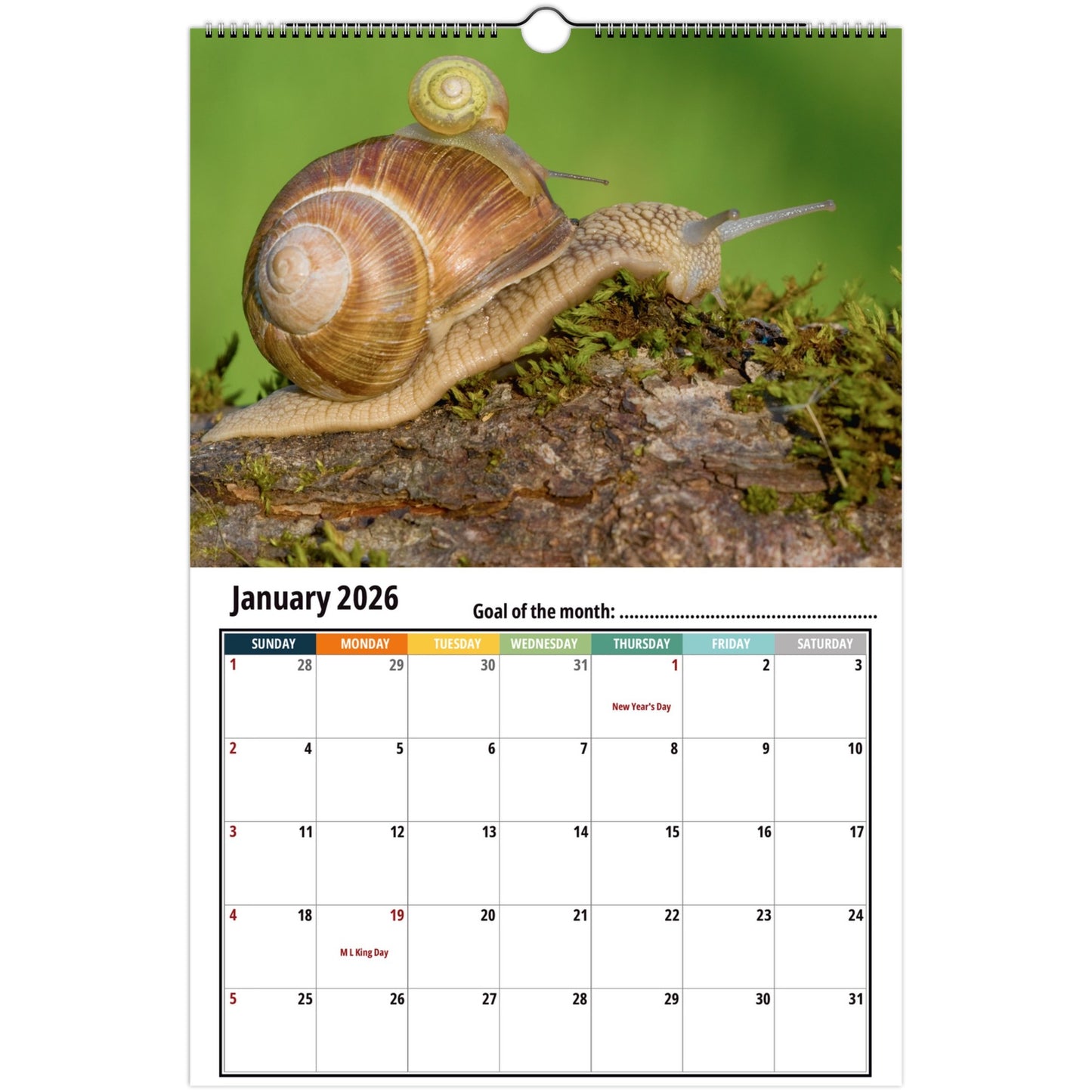 Snail Calendar 2026