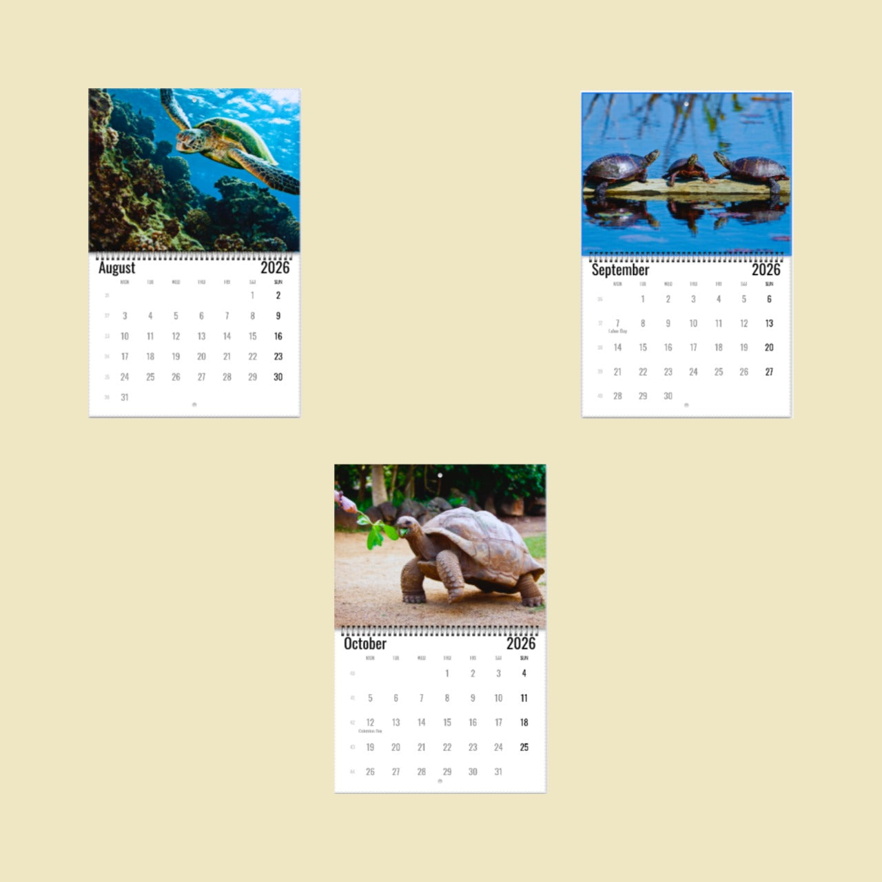 Turtle Wall Calendar 2026