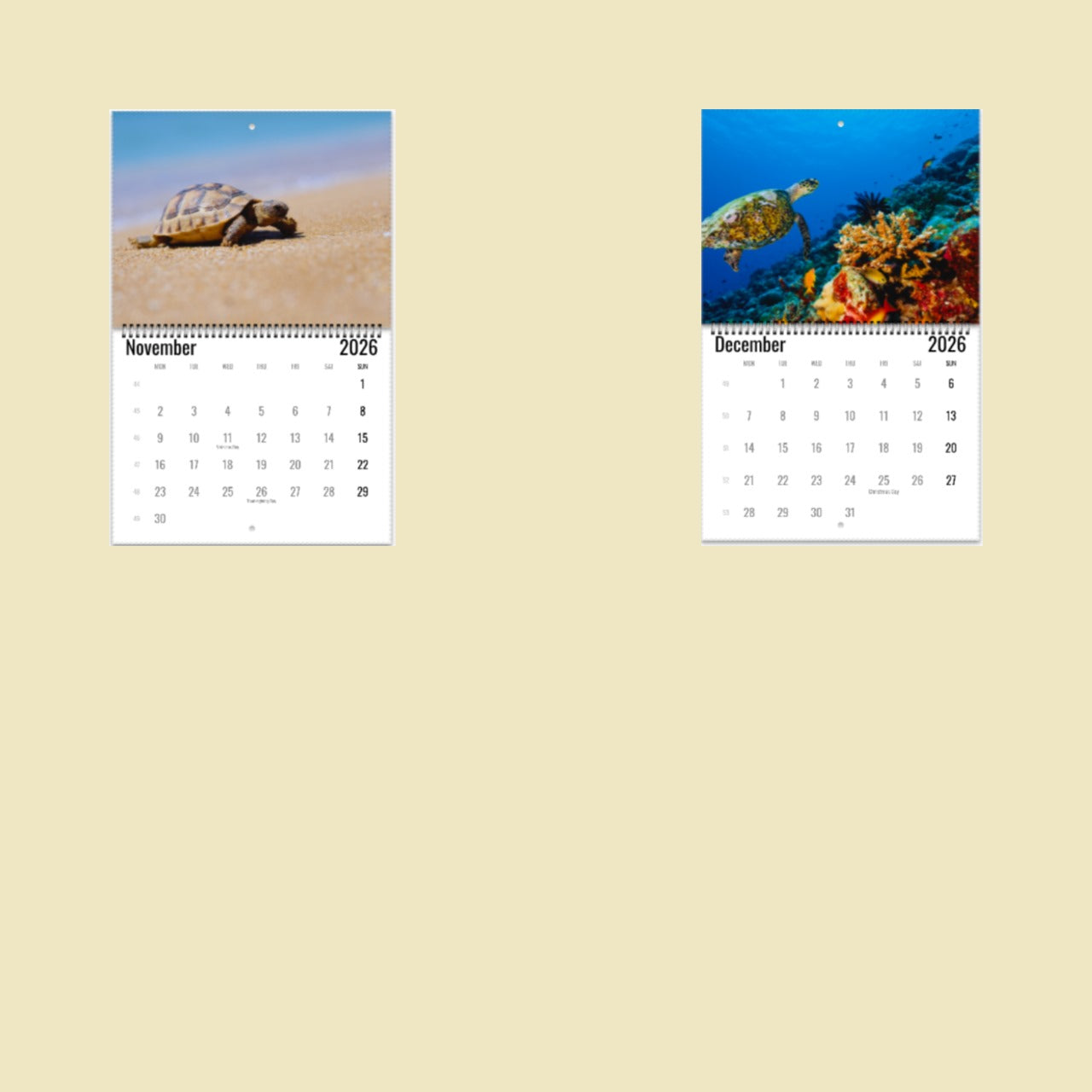 Turtle Wall Calendar 2026