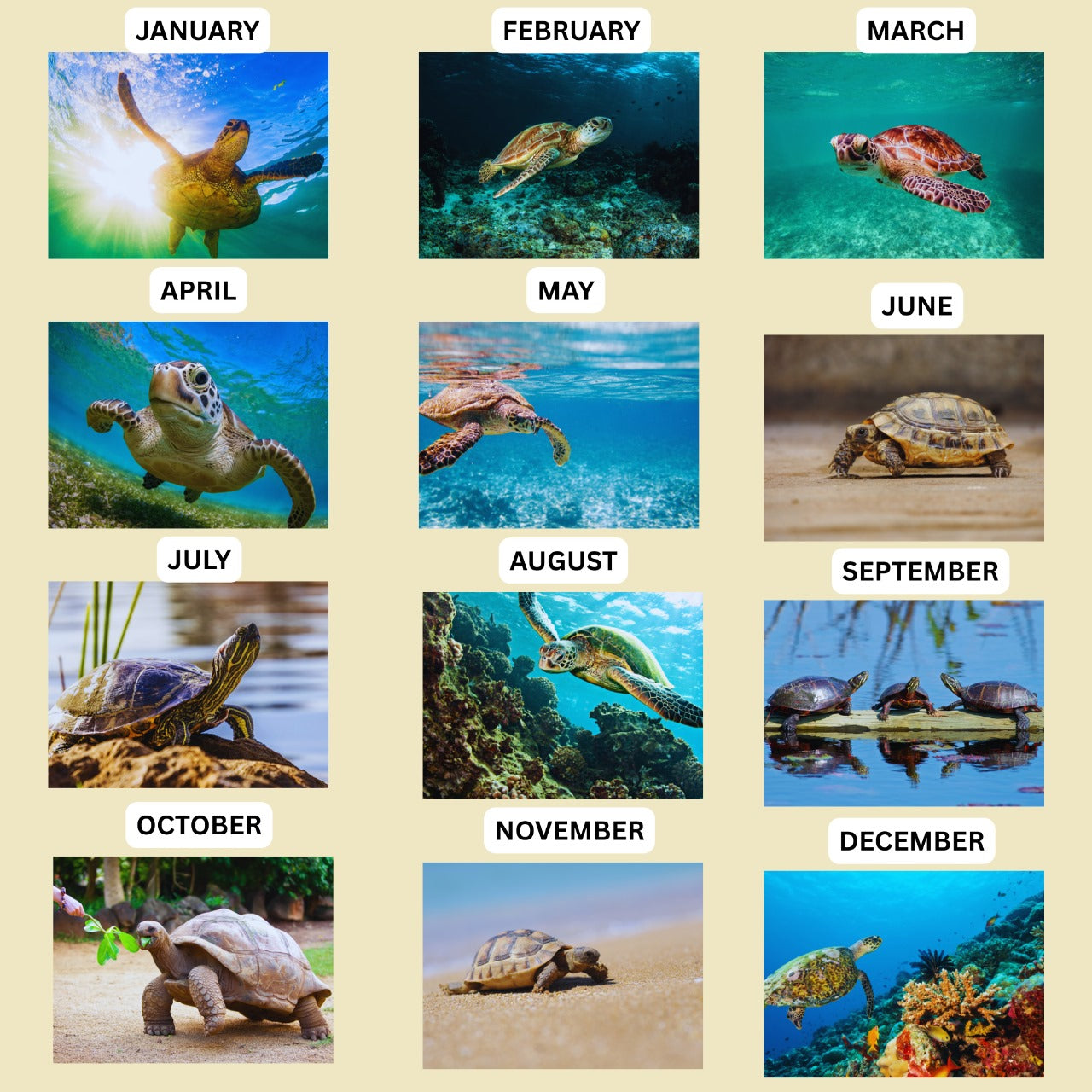 Turtle Wall Calendar 2026