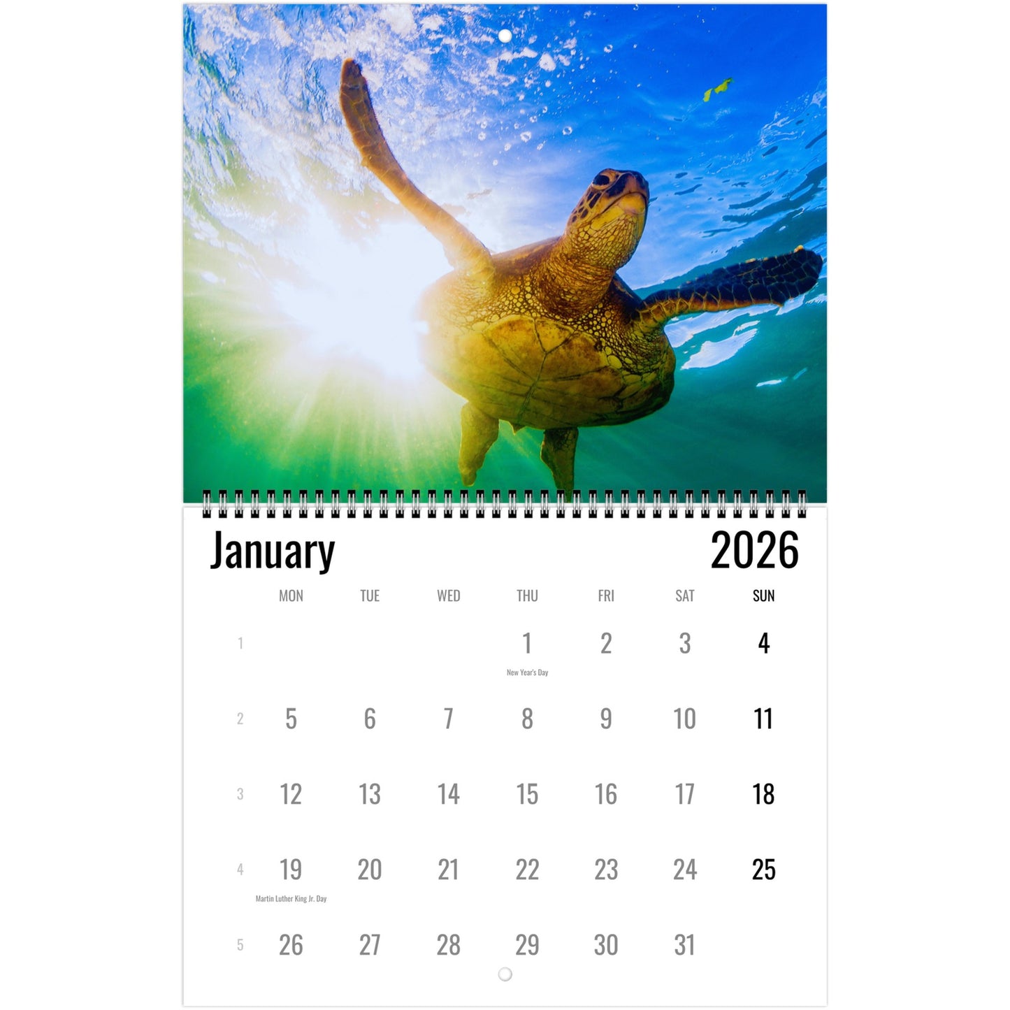 Turtle Wall Calendar 2026