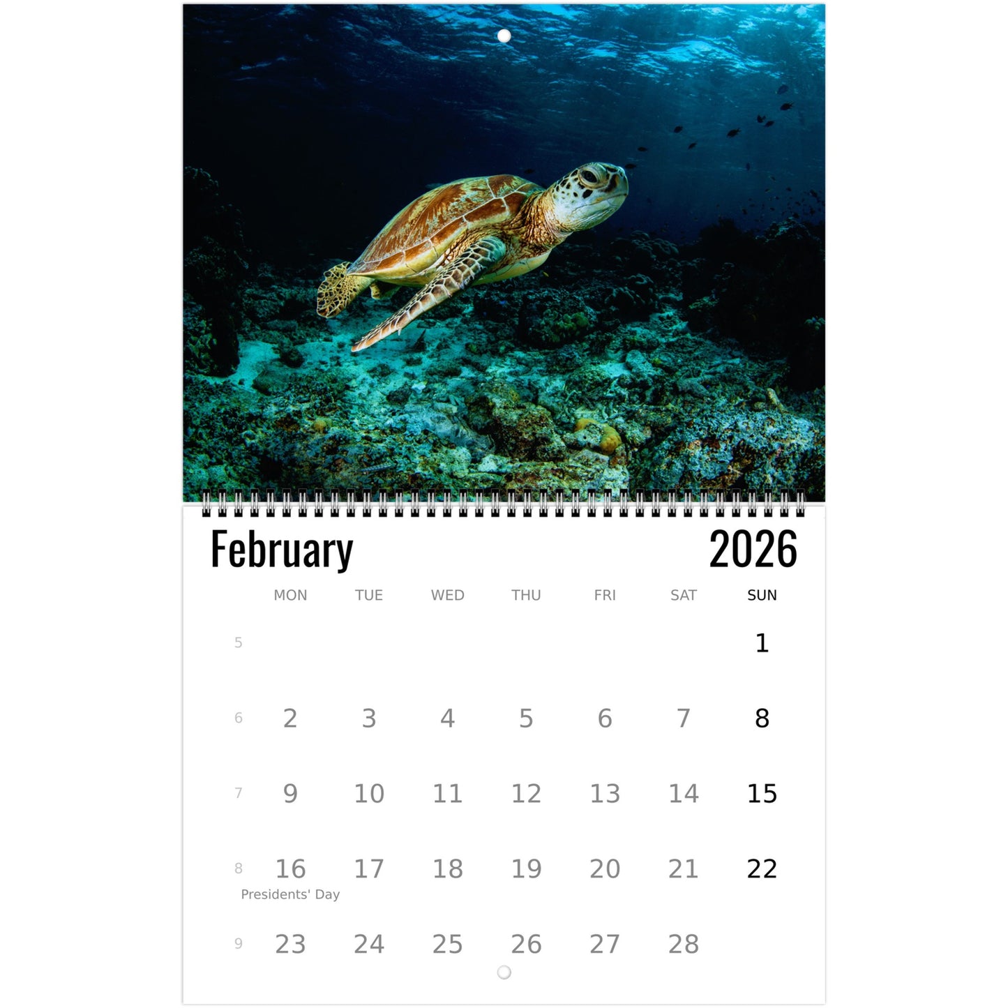 Turtle Wall Calendar 2026