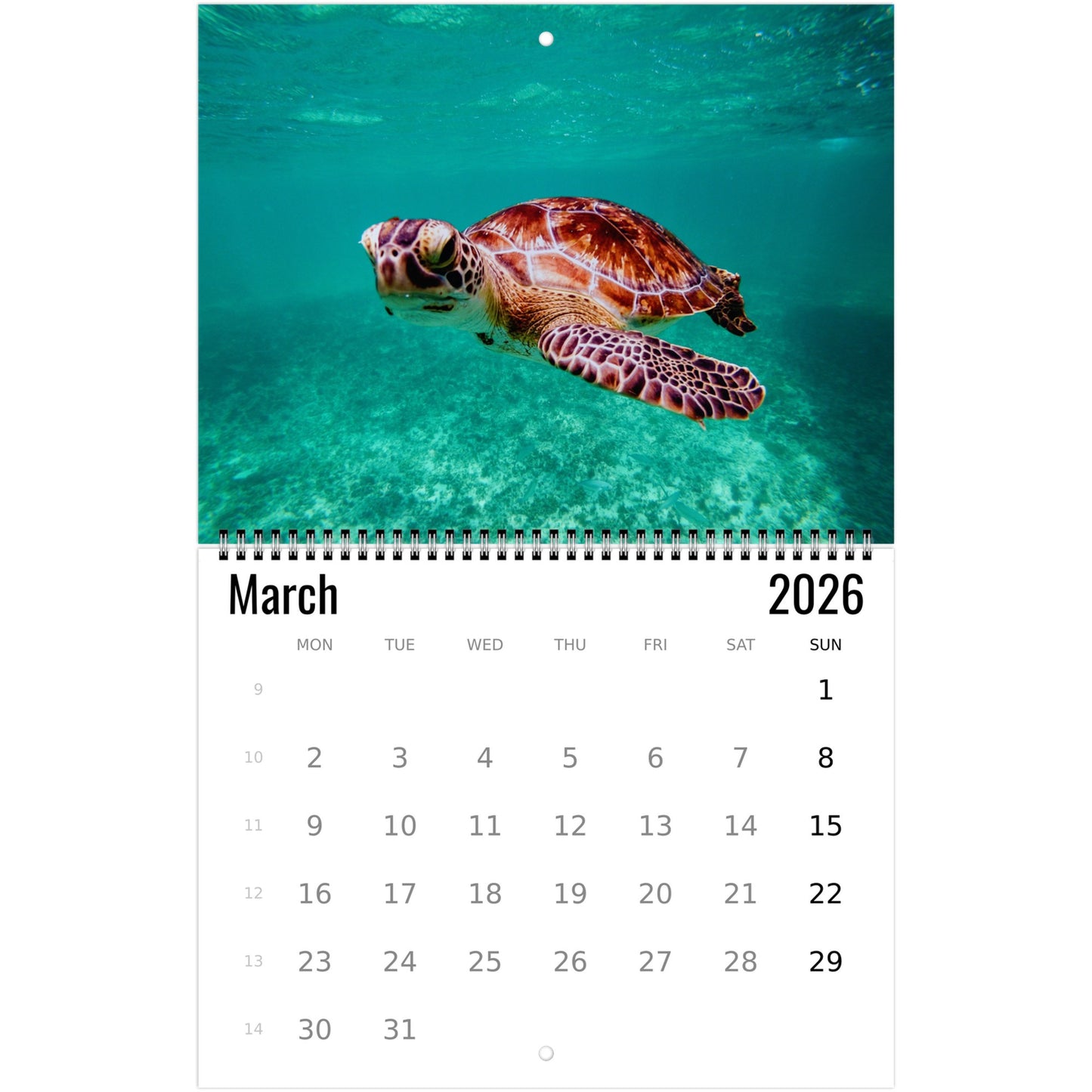 Turtle Wall Calendar 2026