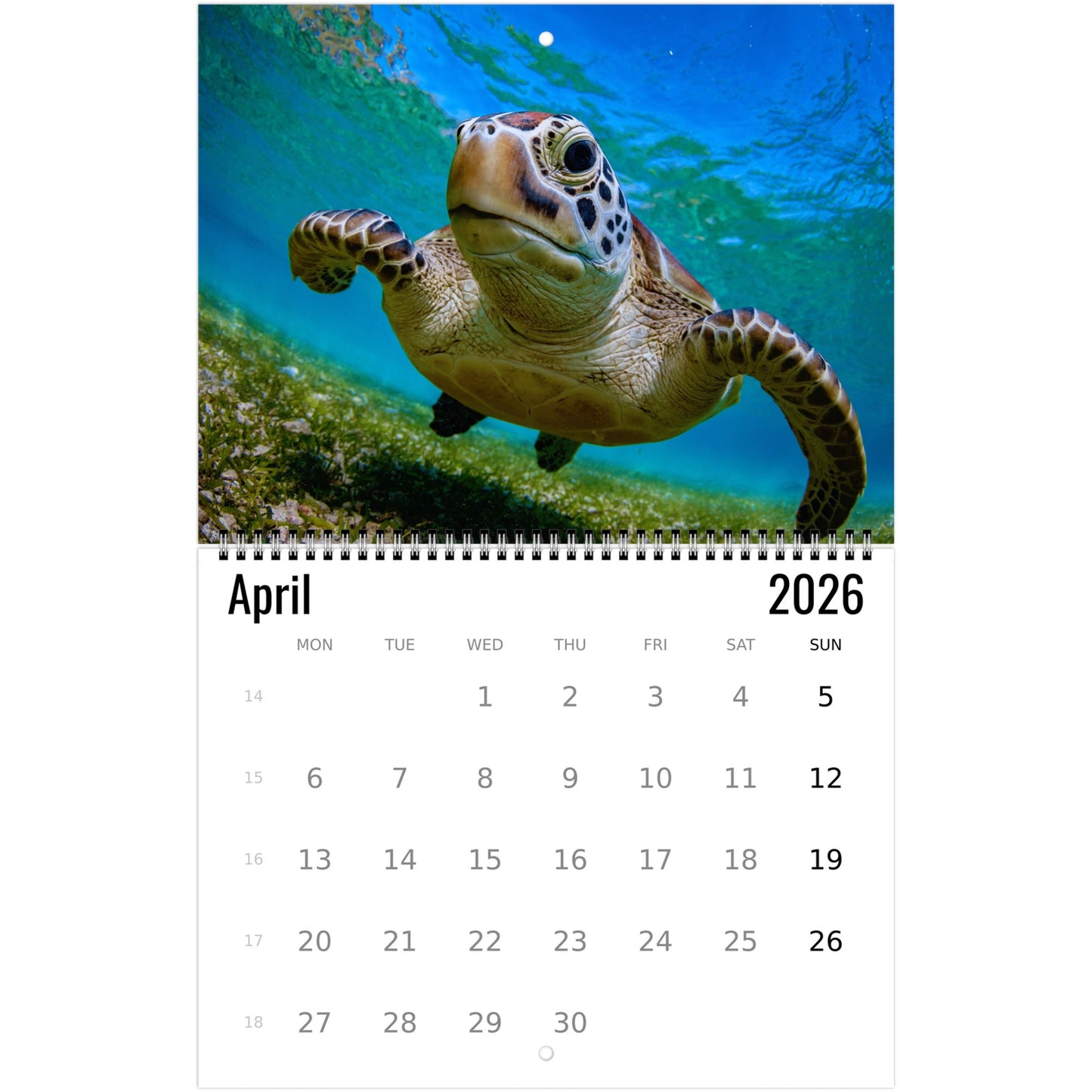 Turtle Wall Calendar 2026