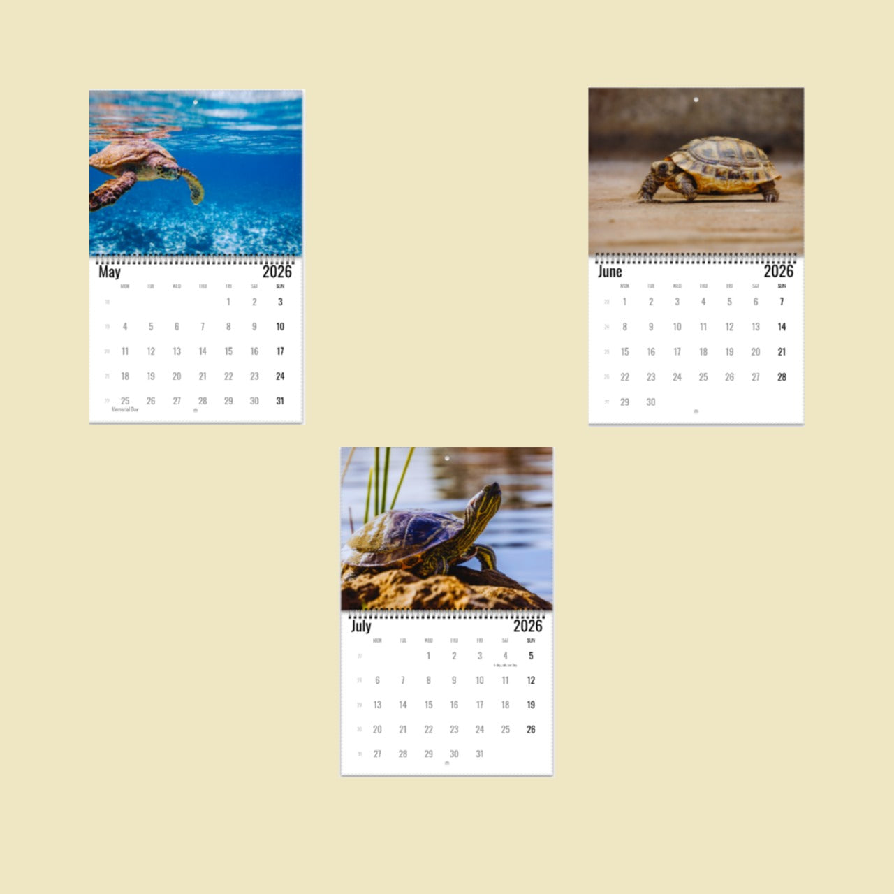 Turtle Wall Calendar 2026