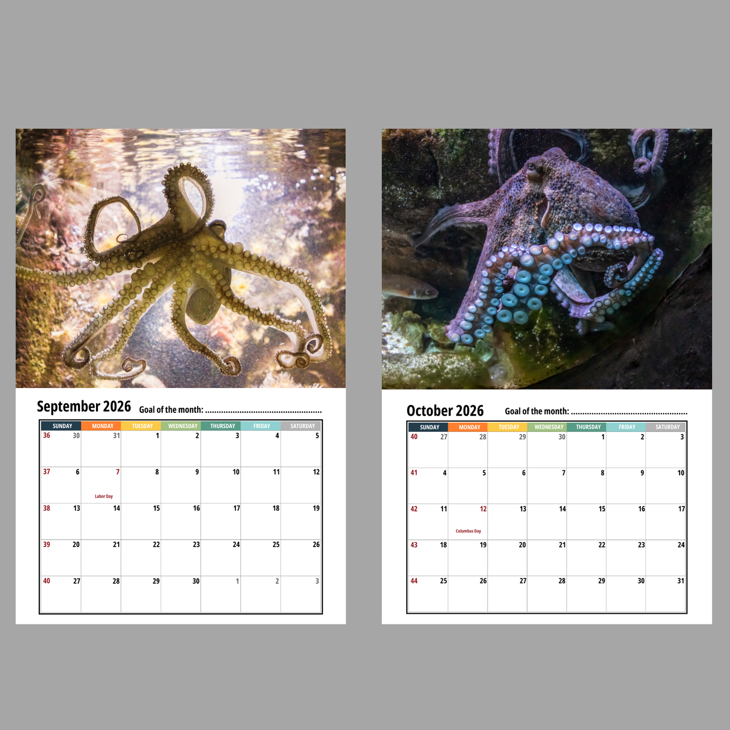 Two calendar pages showing octopuses and September/October 2026 months.